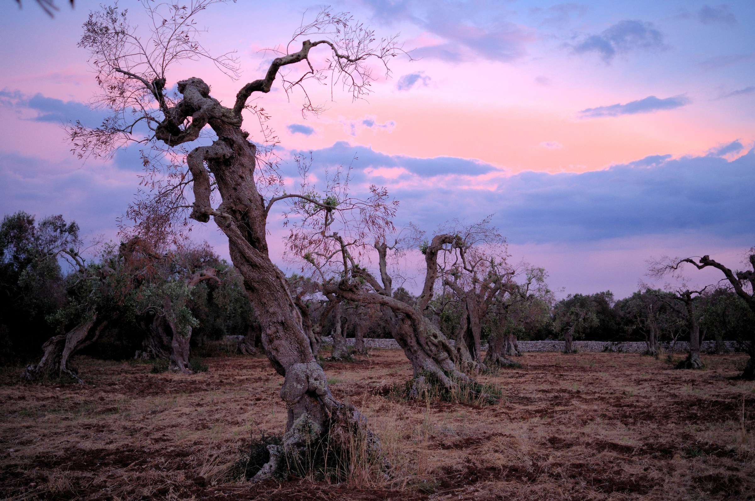 Una scimmia sull' ulivo