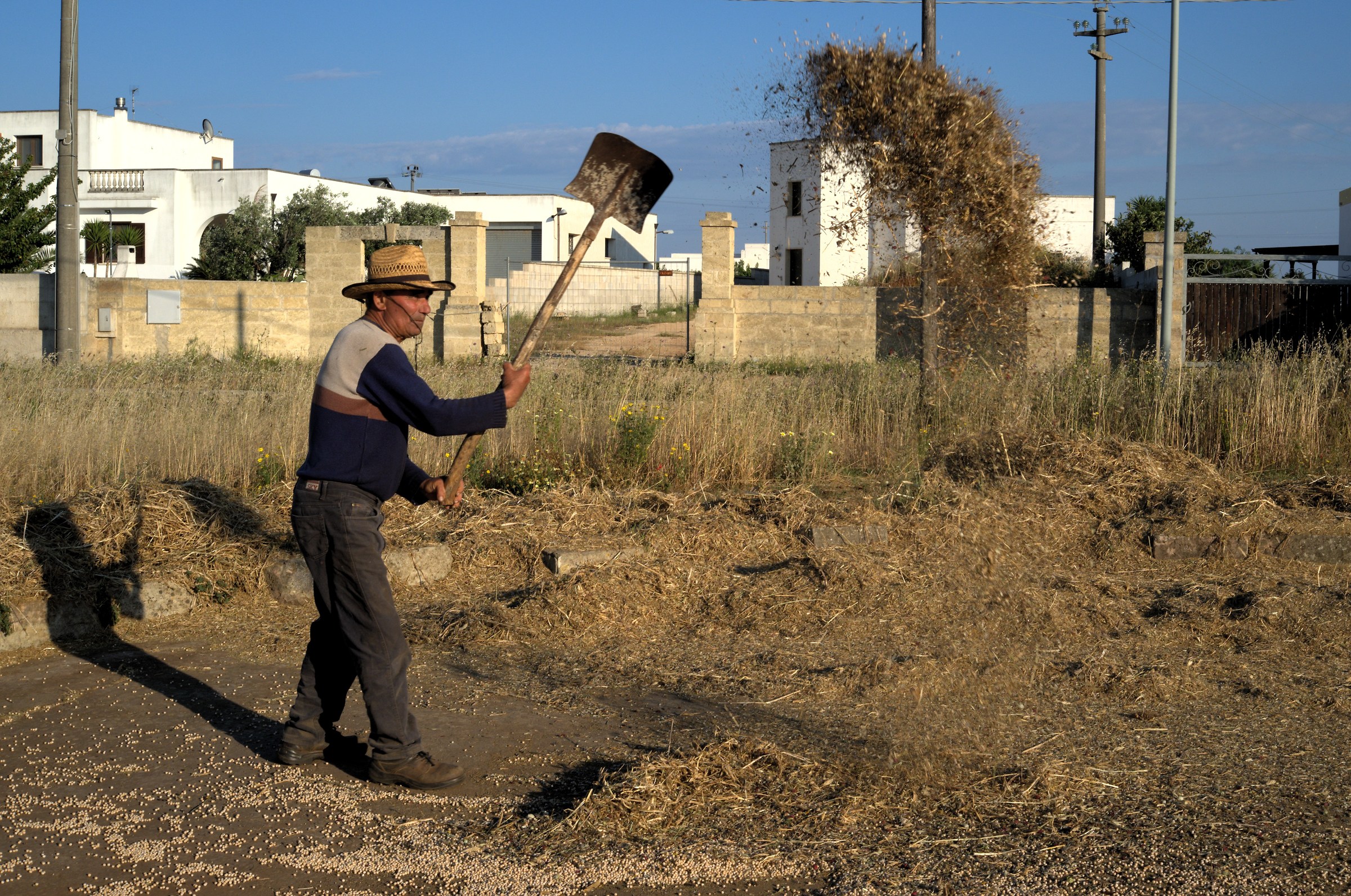 l' ajara dei piselli
