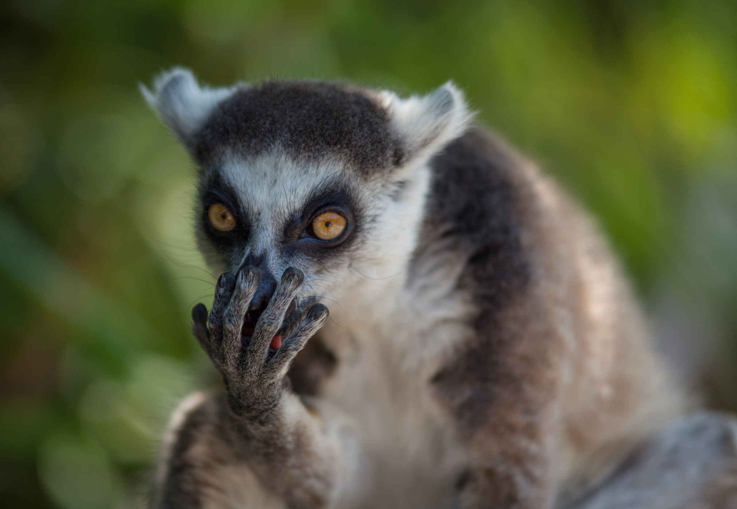 Lemur