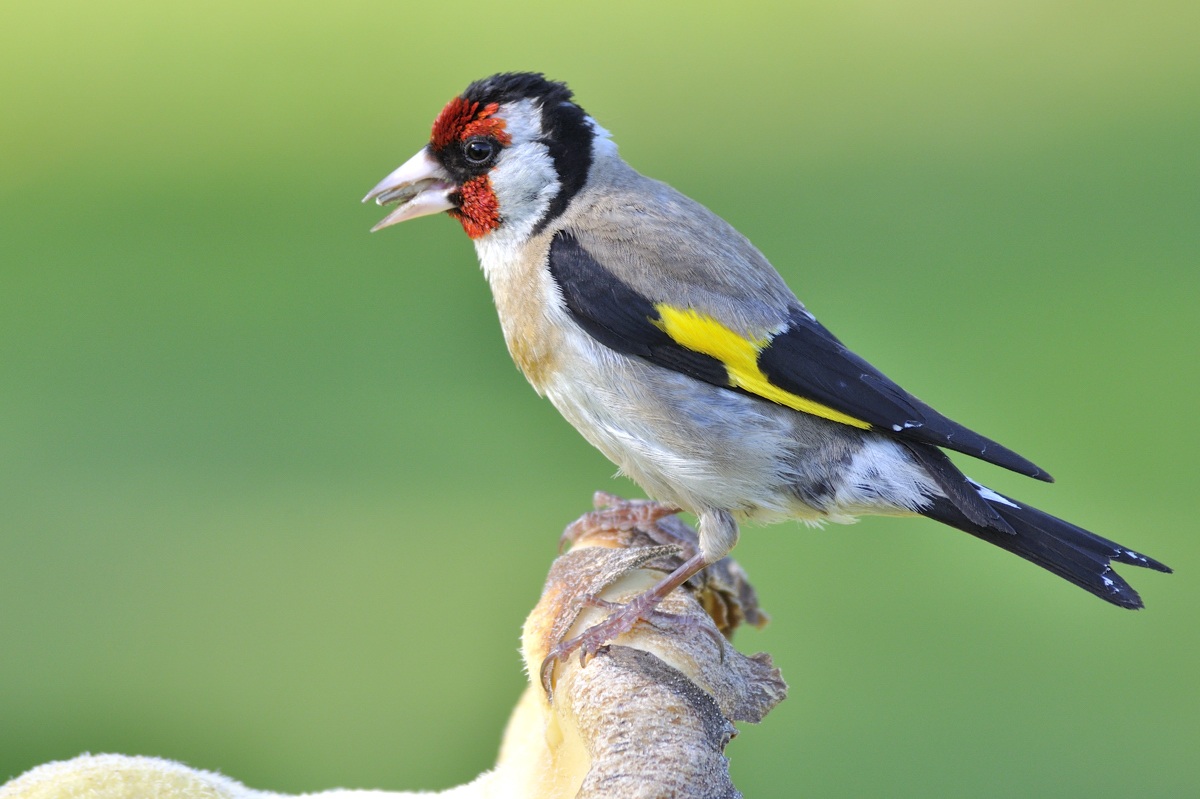 goldfinch