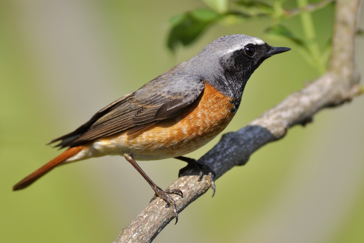 redstart