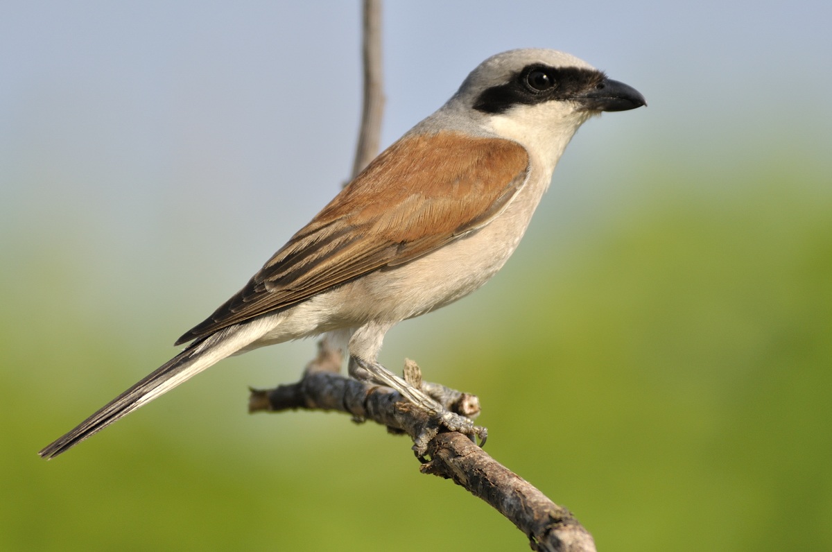 shrike