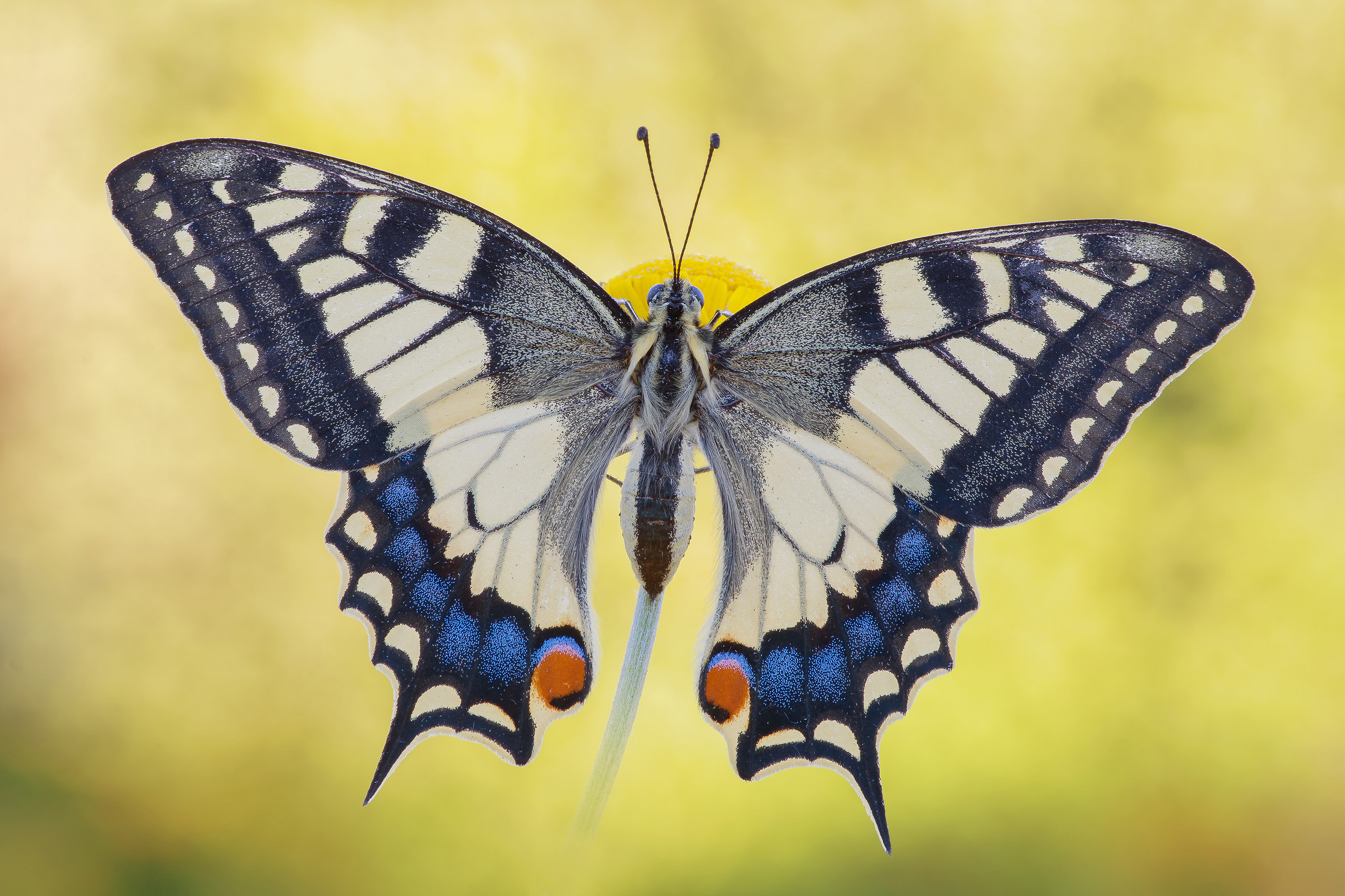 Papilio machaon with open wings