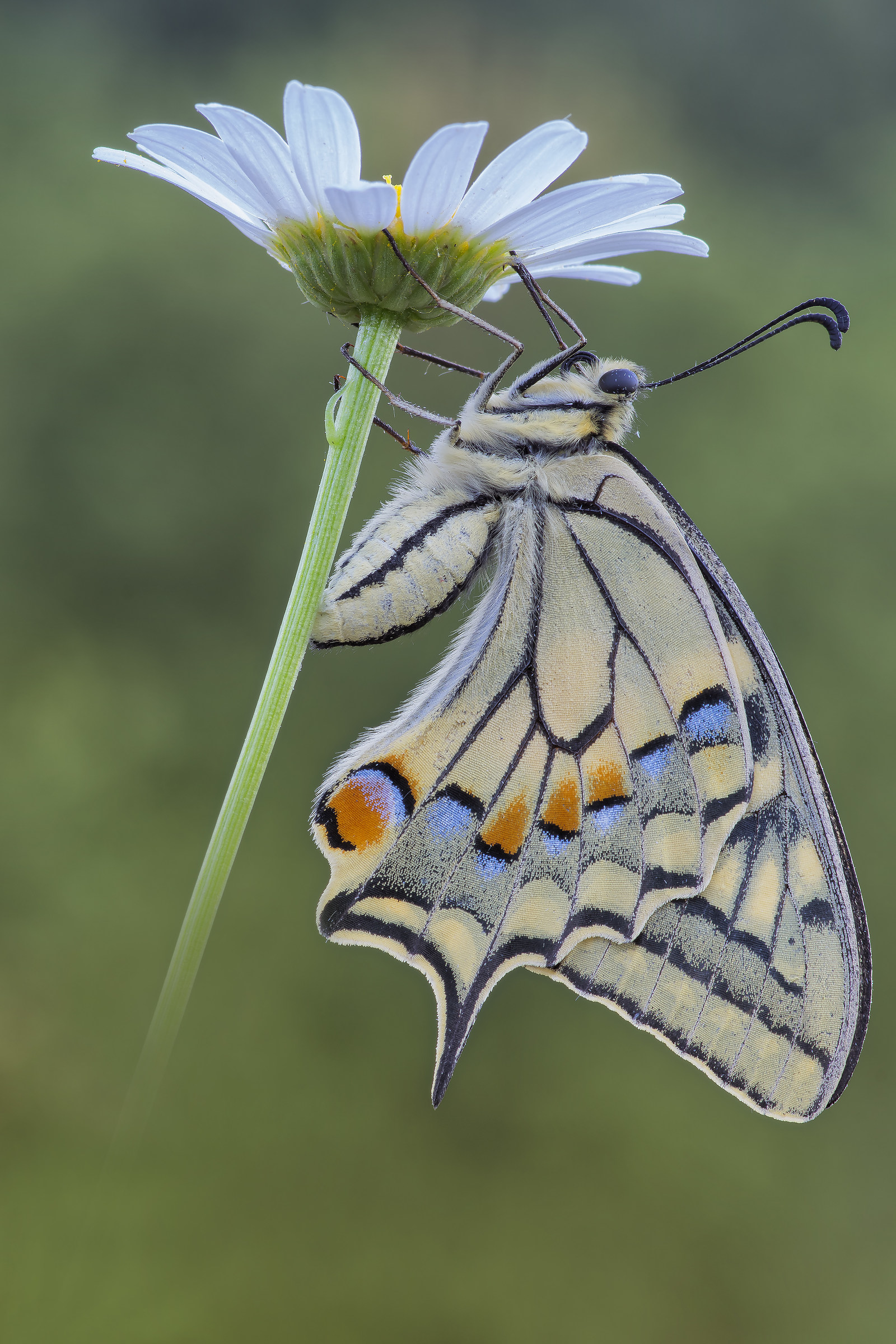 Papilio machaon
