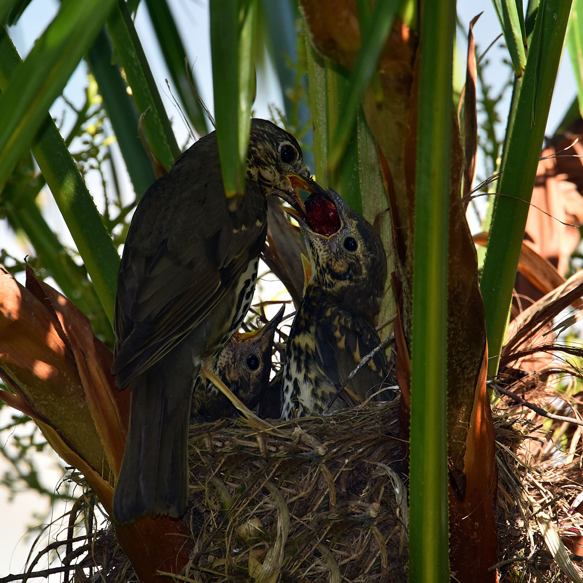 Cherries, we are on the fruit