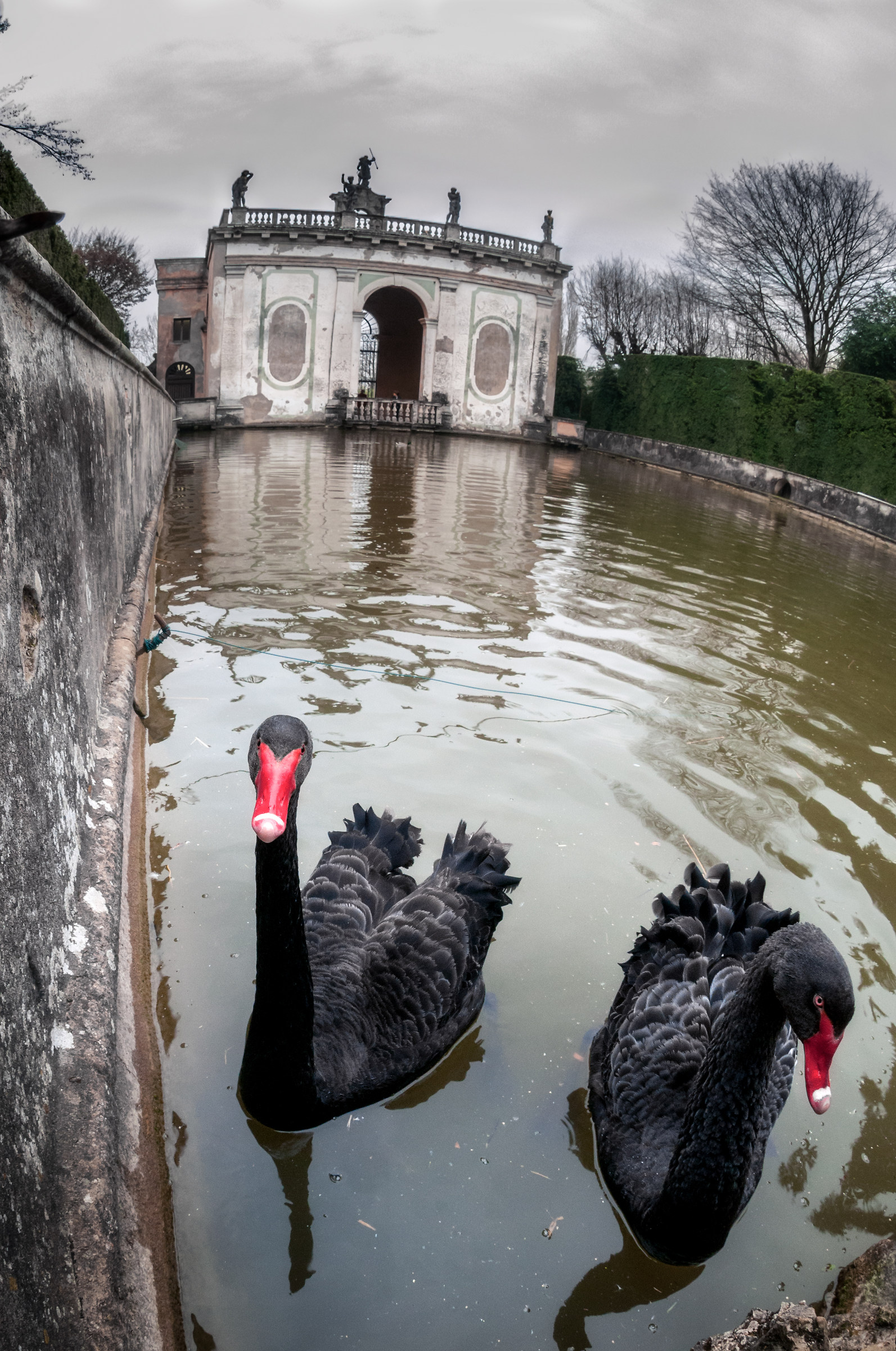 Black swans at Villa Barbarigo