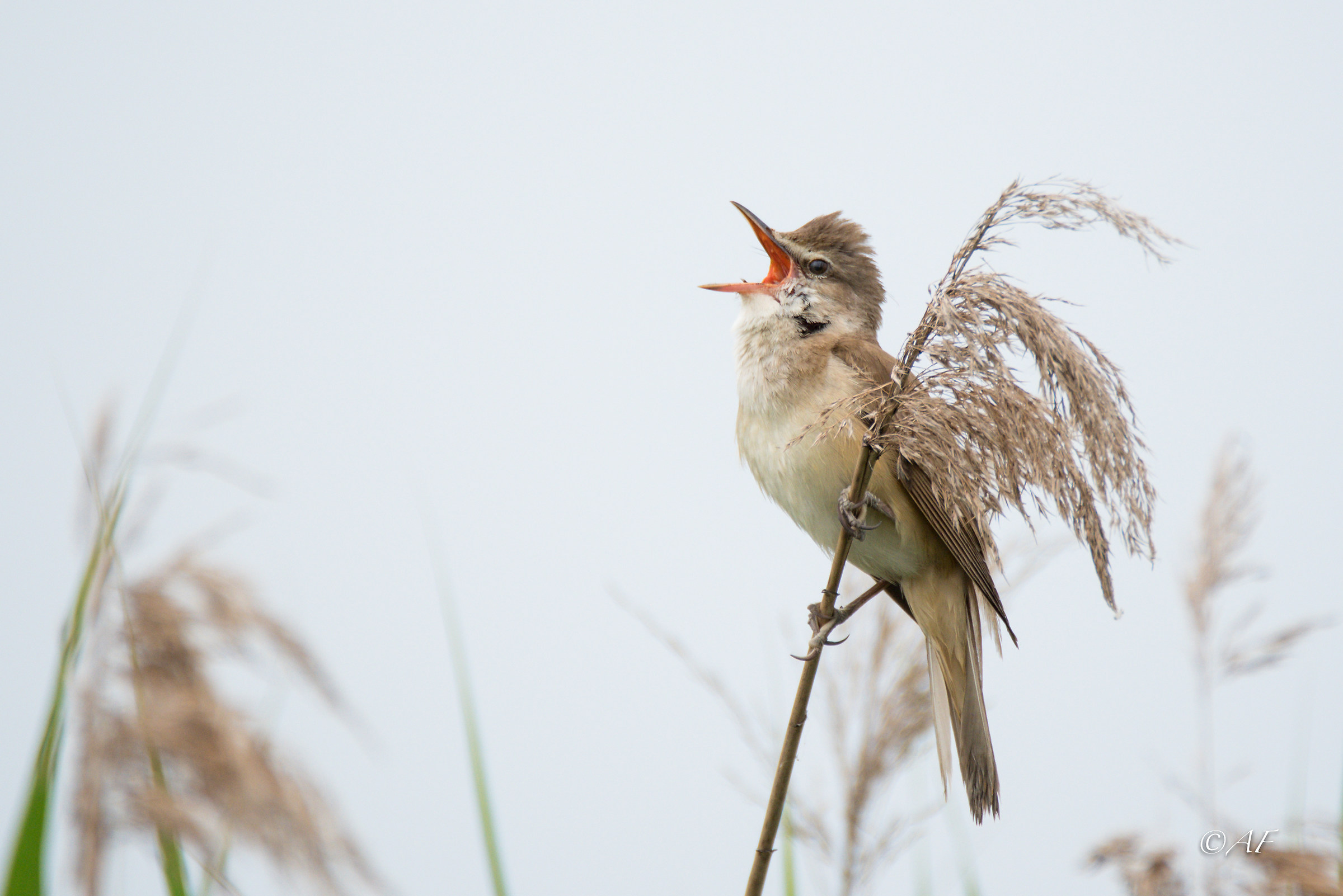 Cannareccione in singing