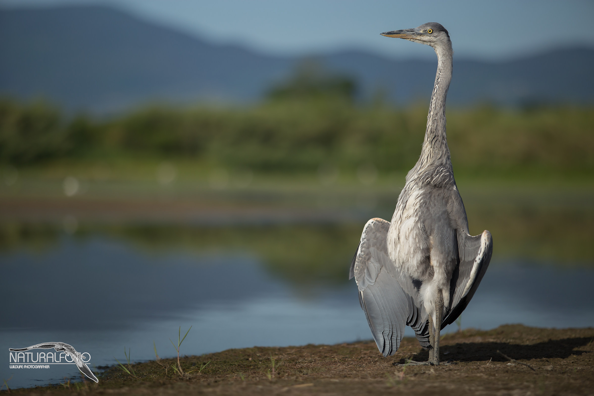 Supertele, no grazie