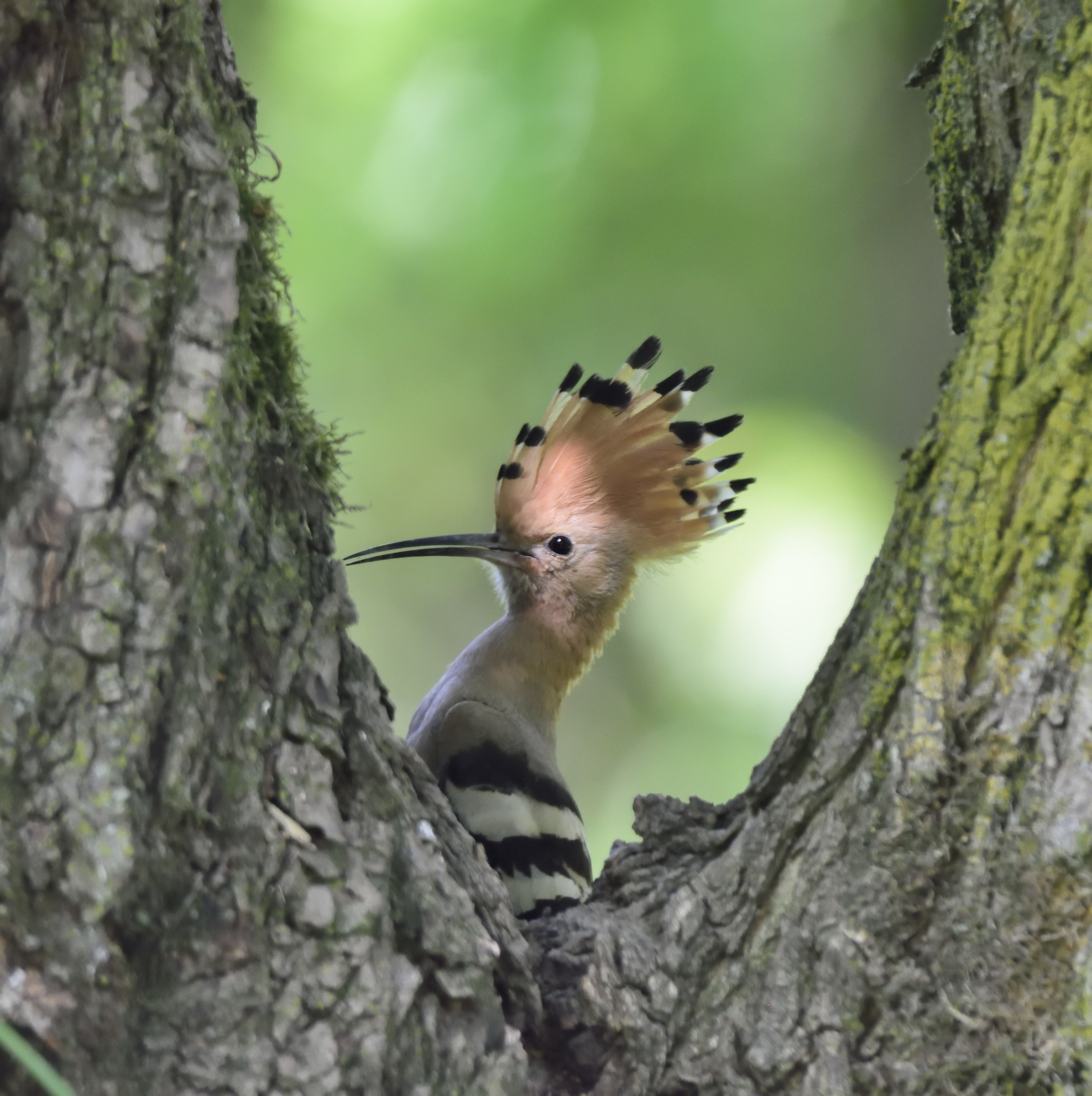 hoopoe