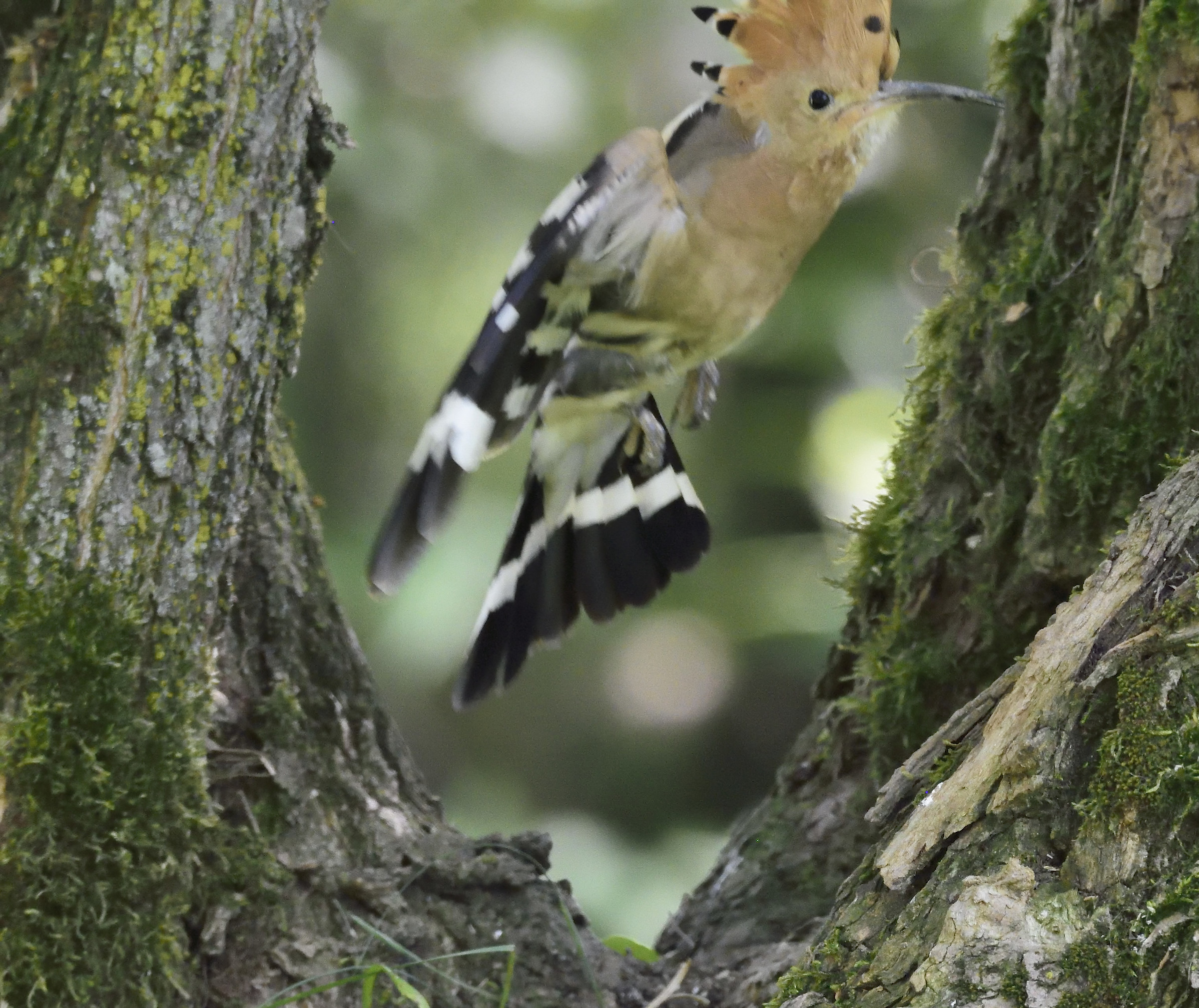 hoopoe