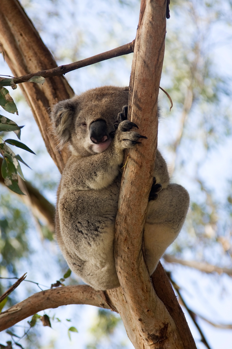 Koala