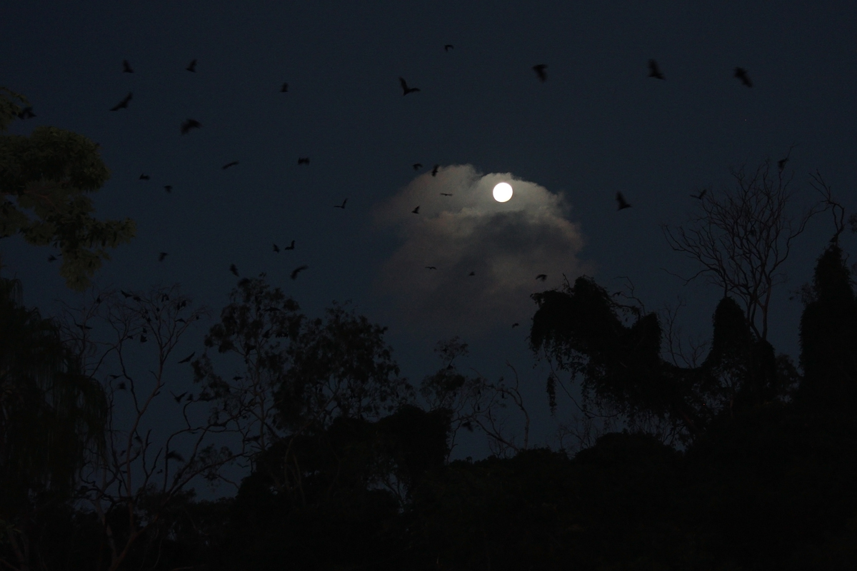 Pipistrelli in Hamilton Island