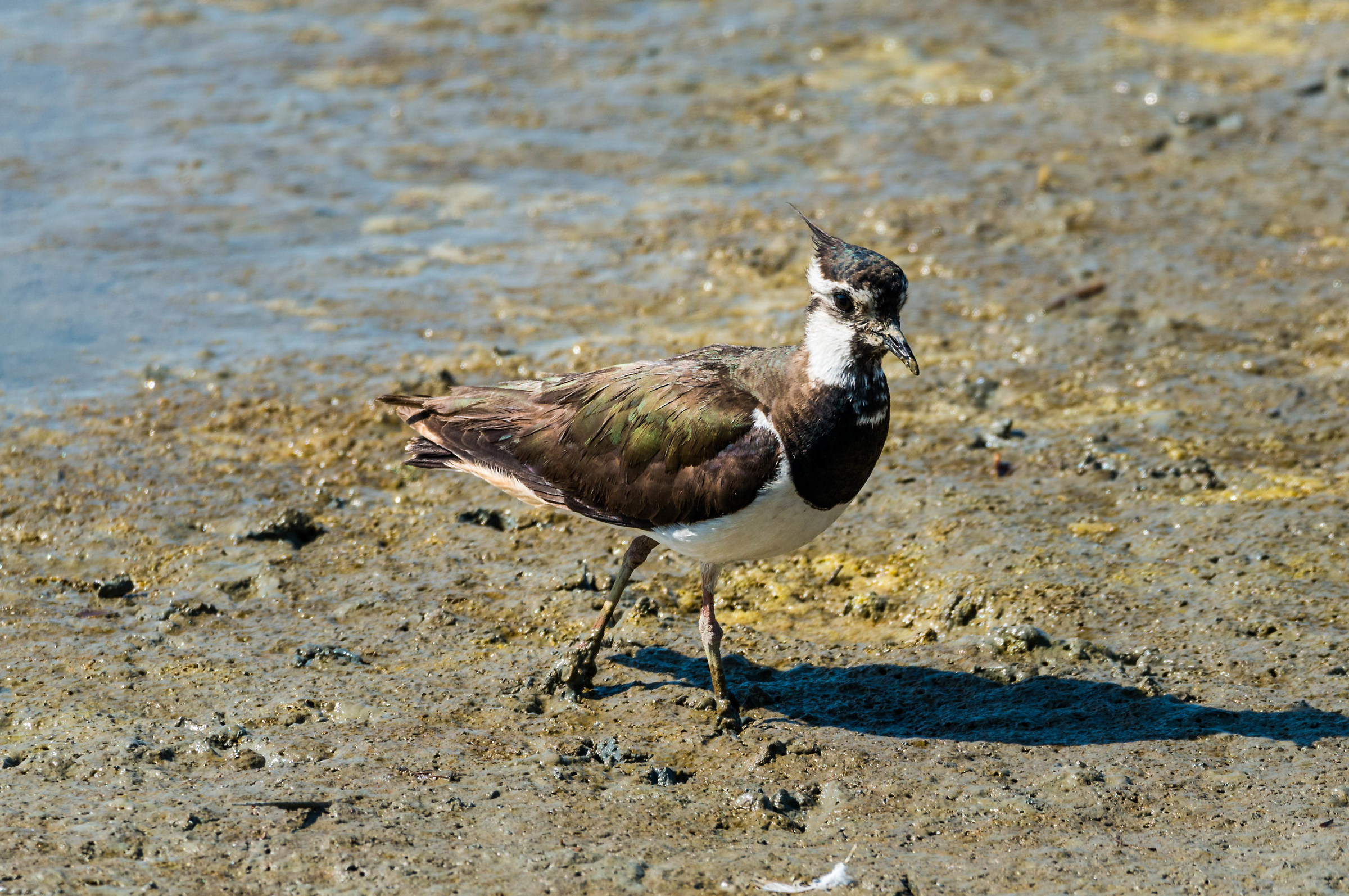 Lapwing