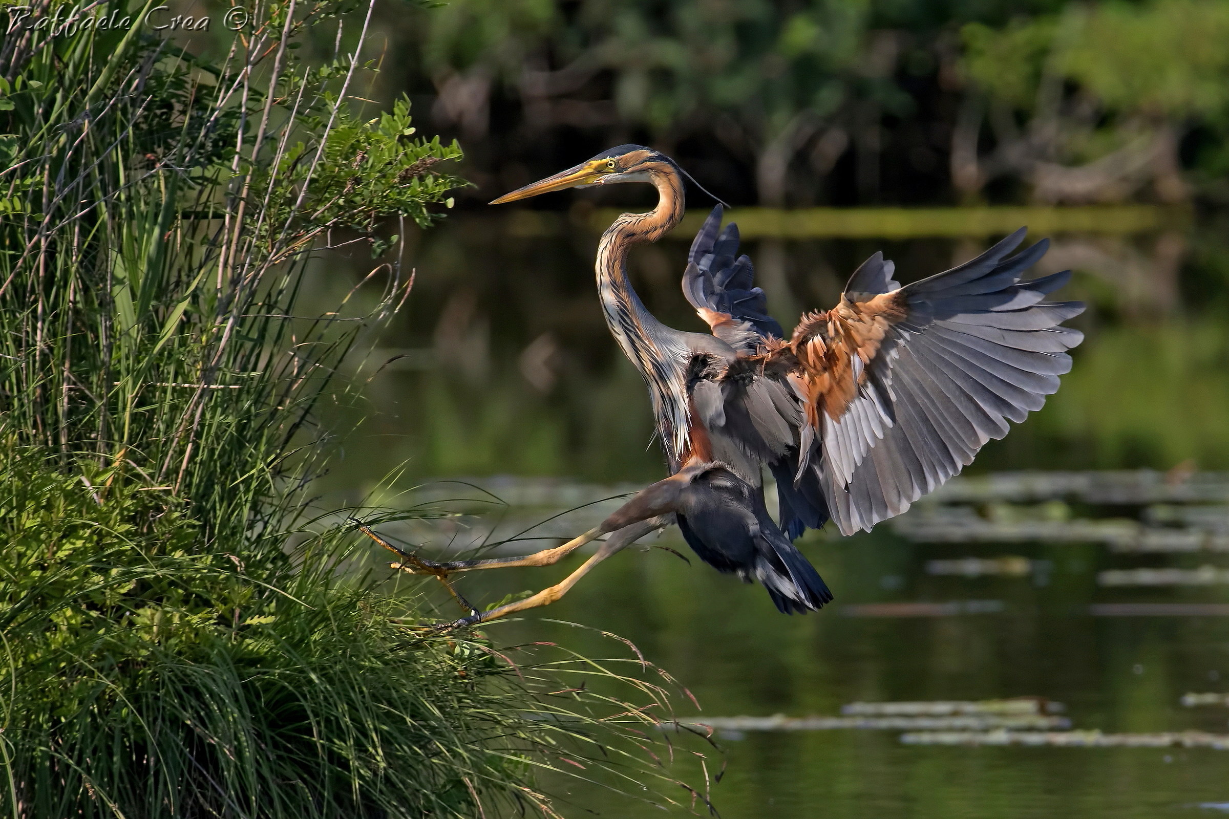 Red Heron on Arrival