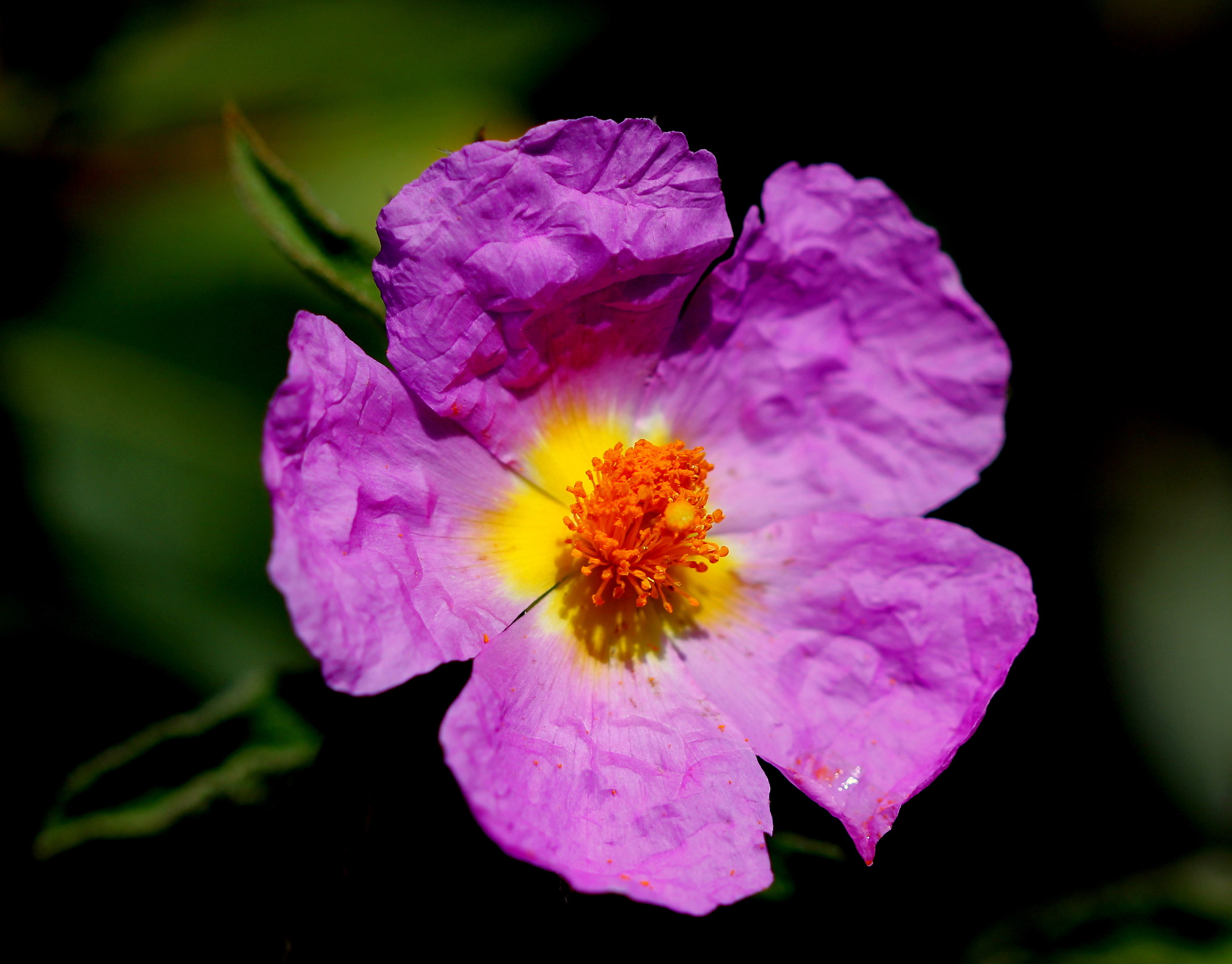 Fiore di cisto rosso