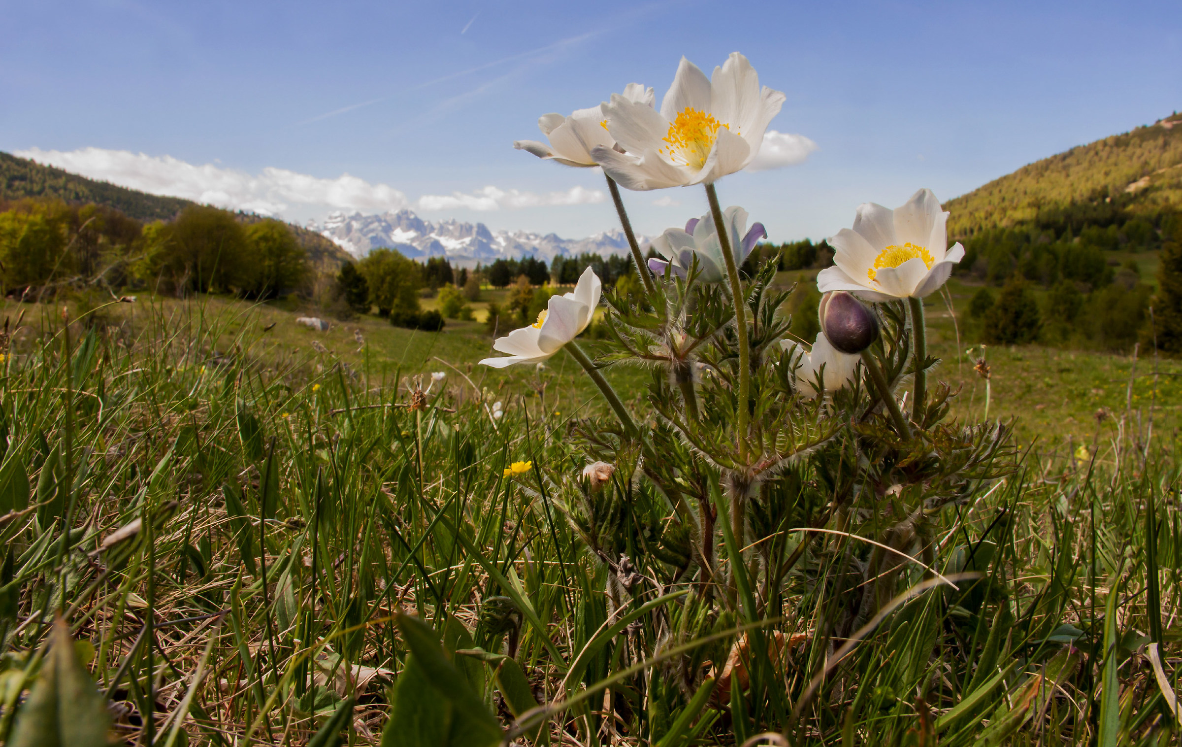 Pulsatilla vernalis