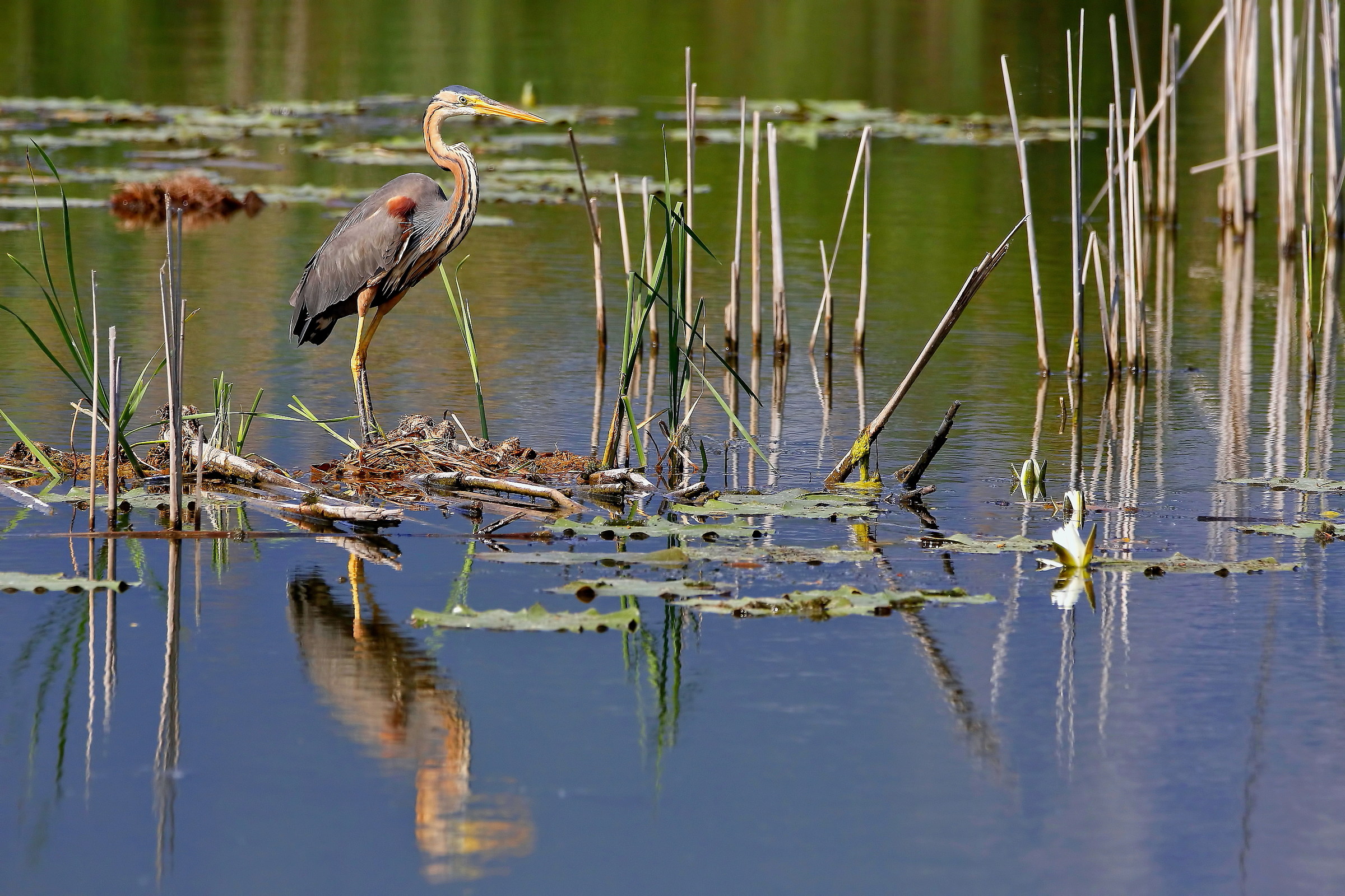Red Heron in the Environment