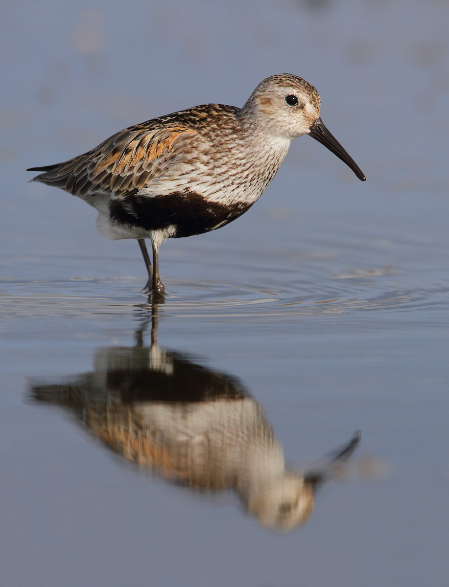 Dunlin