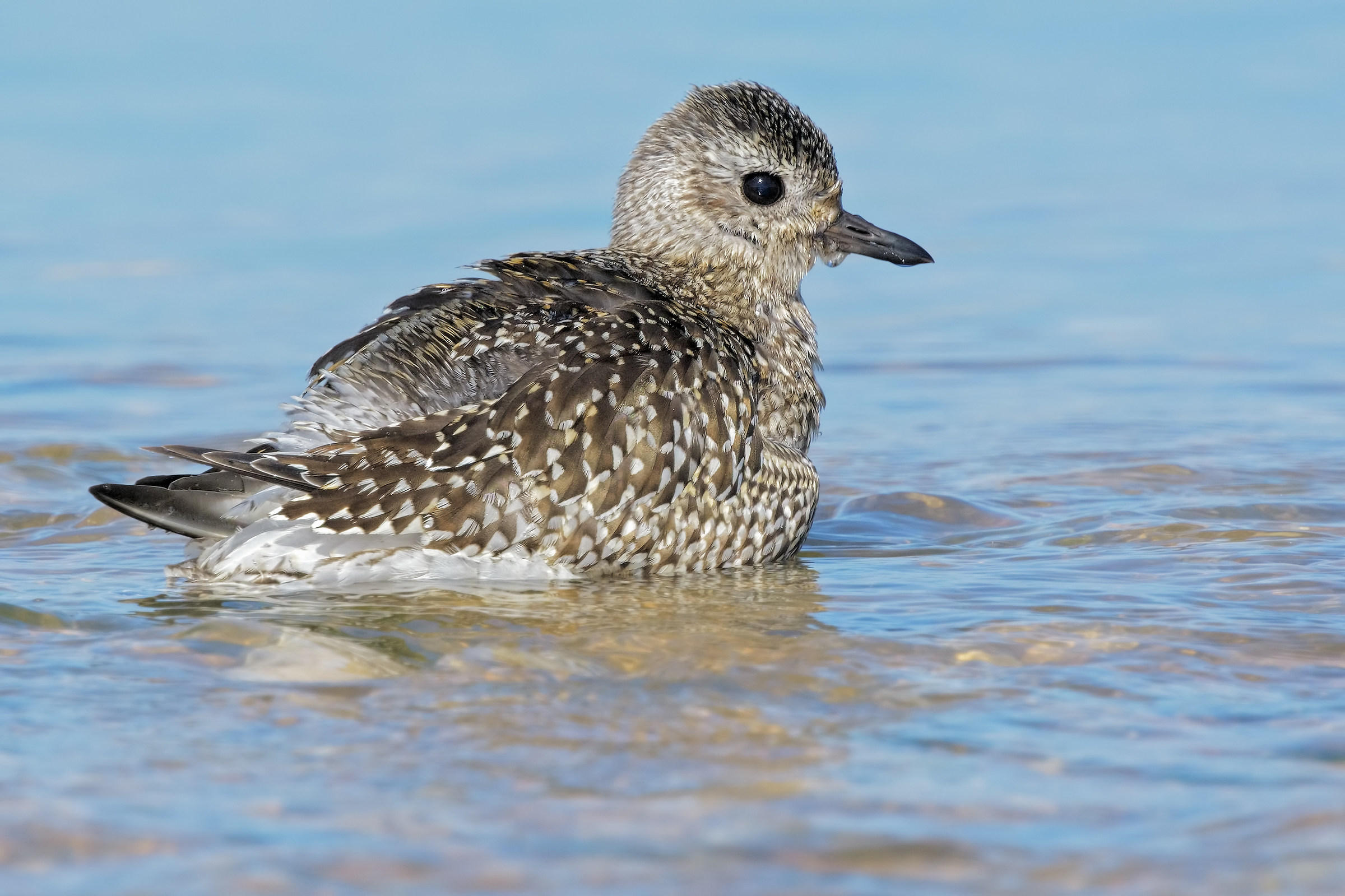 In Paviere (Pluvialis squatarola)