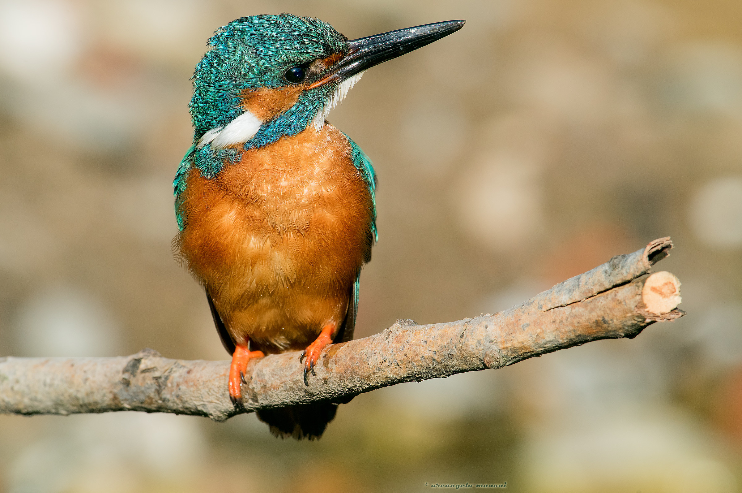 Atteggiamento particolare