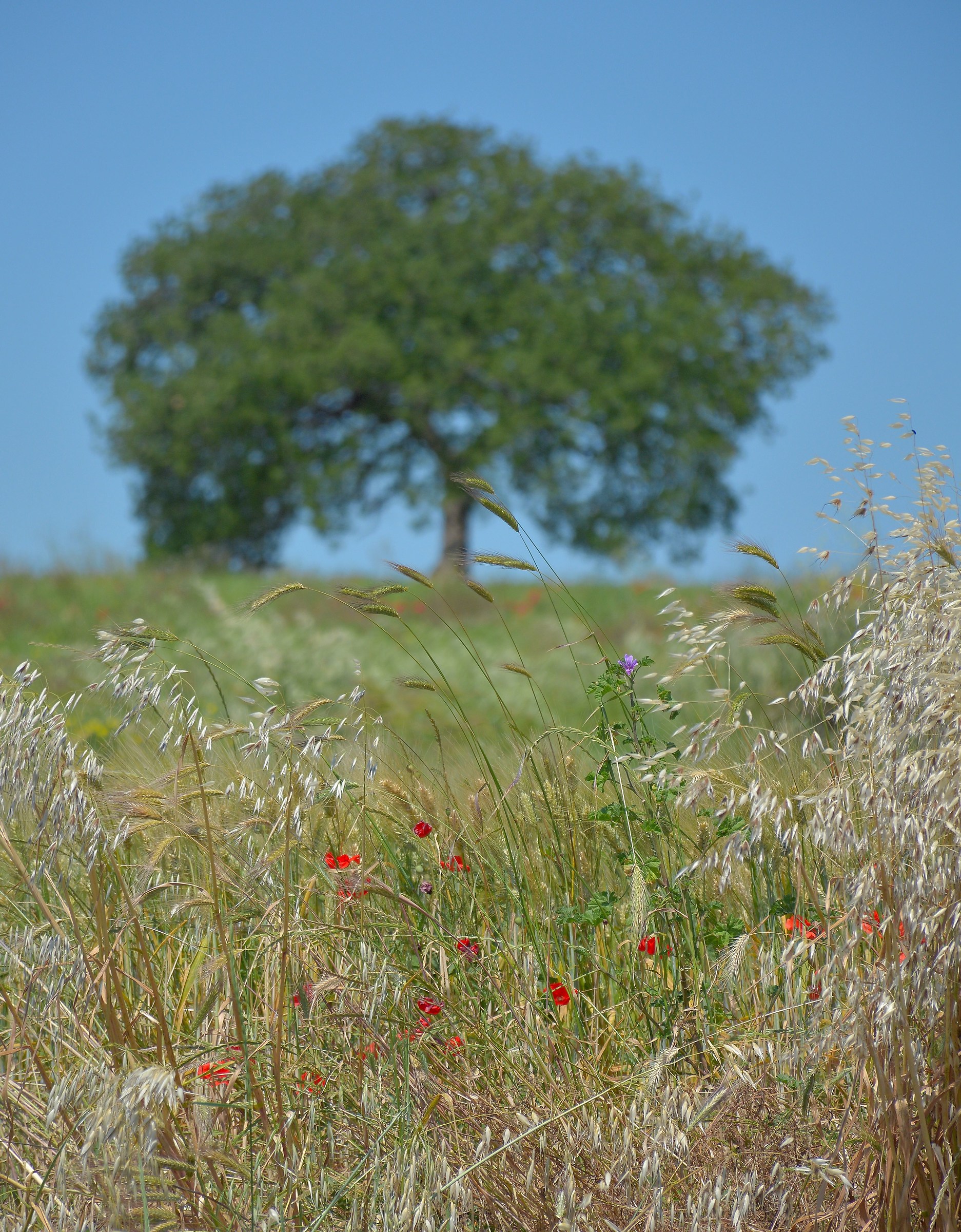 Presenza Ingombrante