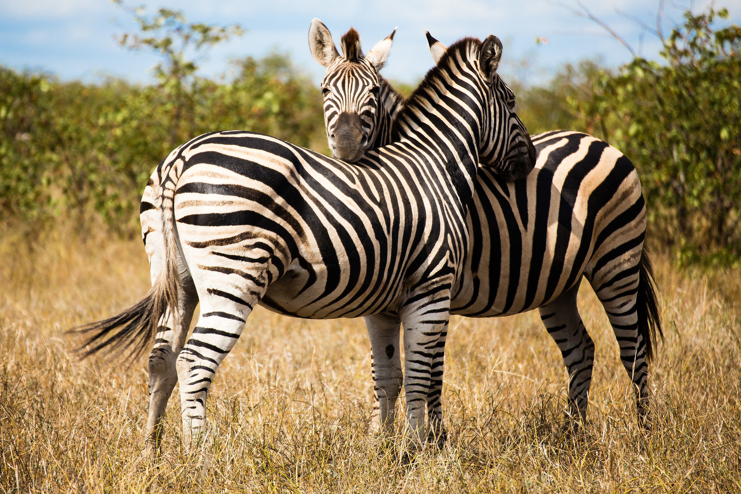 Kruger - Zebra at rest