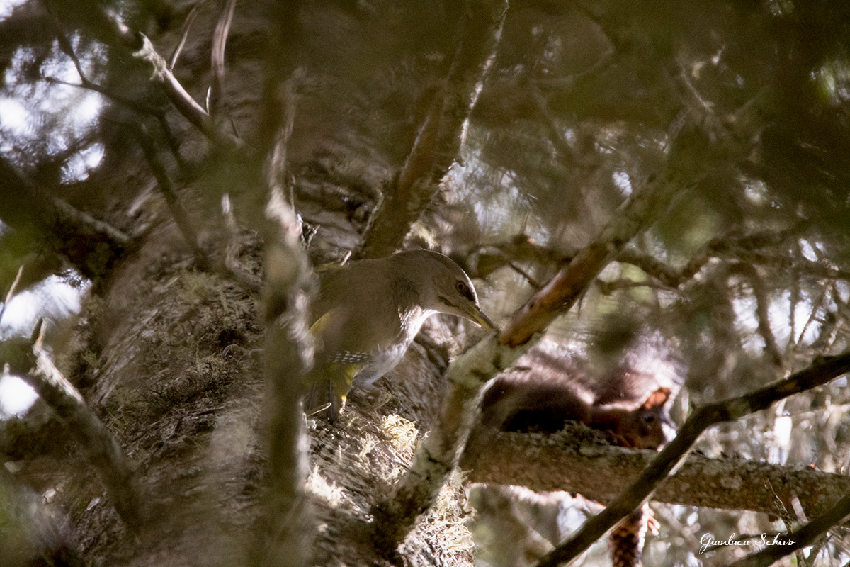 Let's get the intruder (chihuahua woodpecker against the...