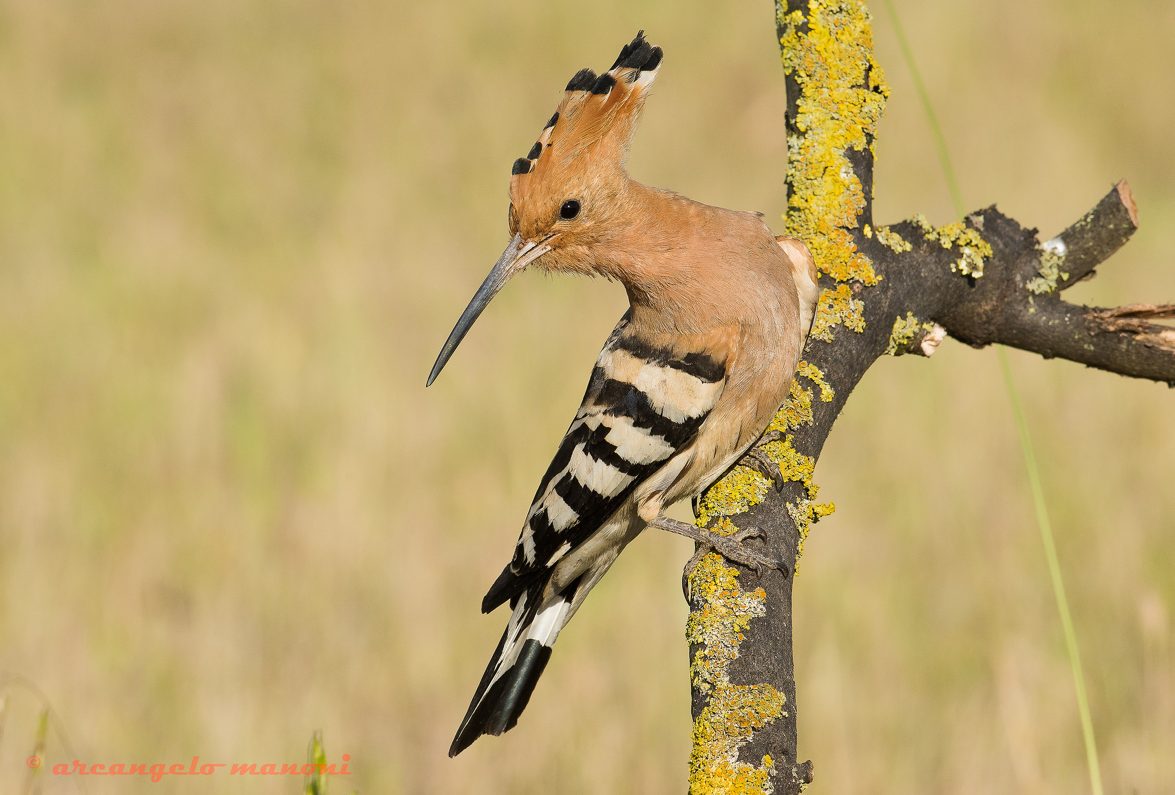 Una sosta nella prateria assolata
