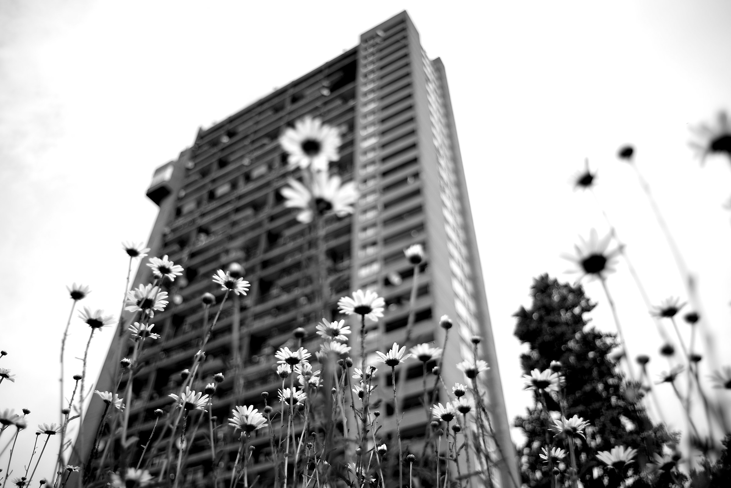 Plus' less cemented flowers