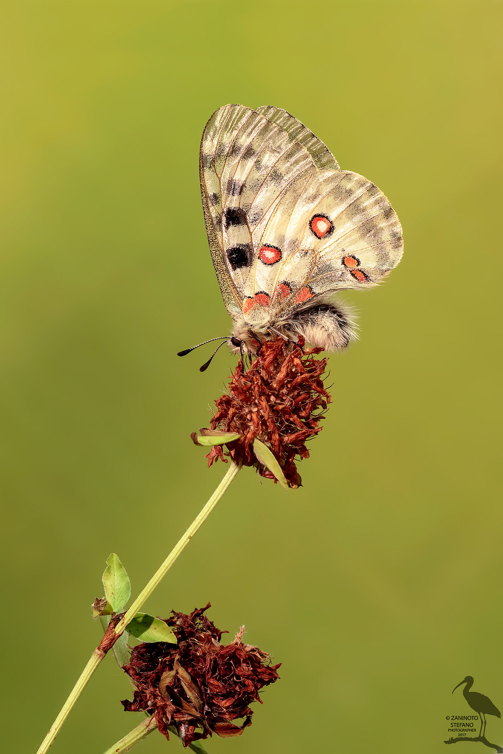 Apollo parnassius