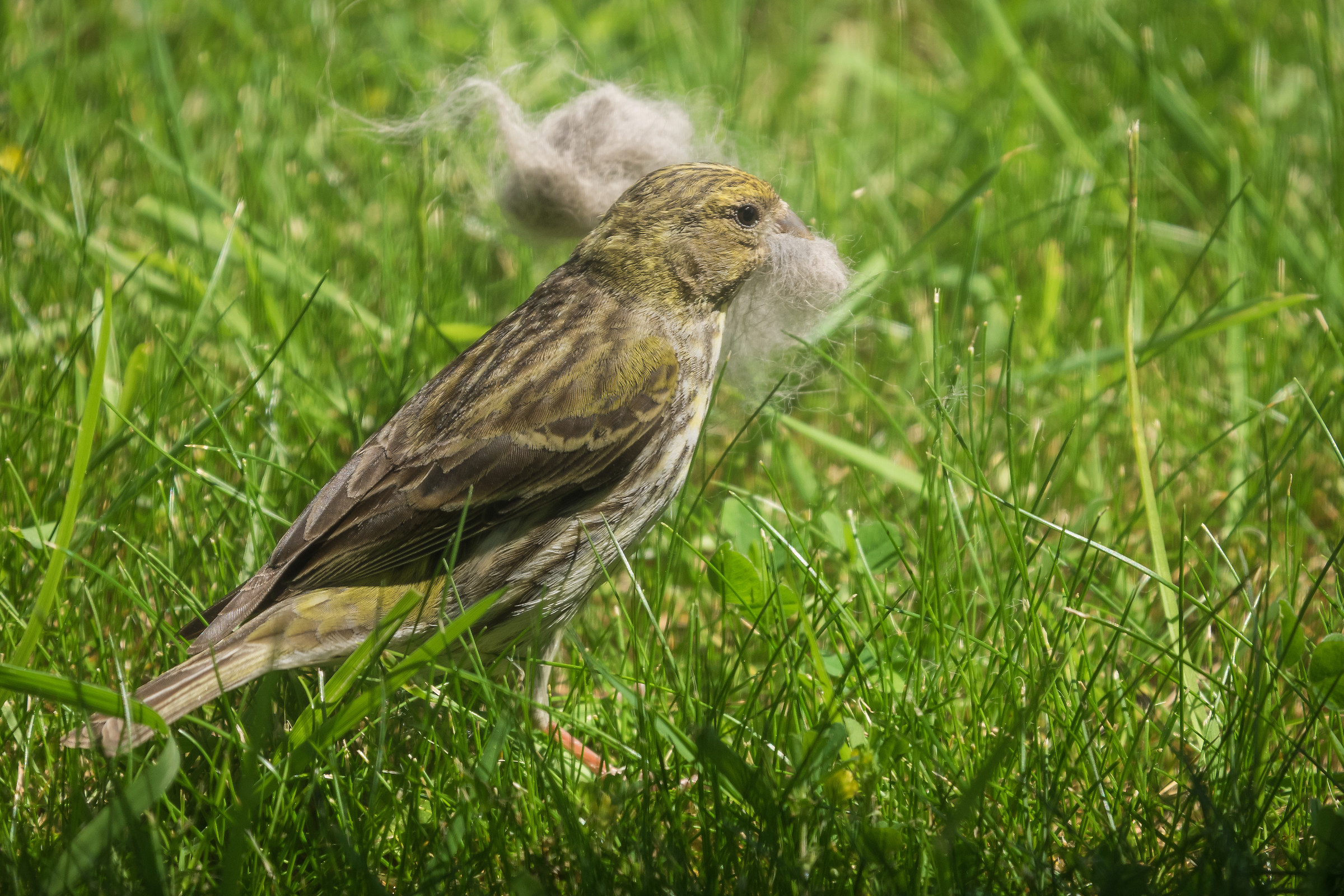 Nest under construction