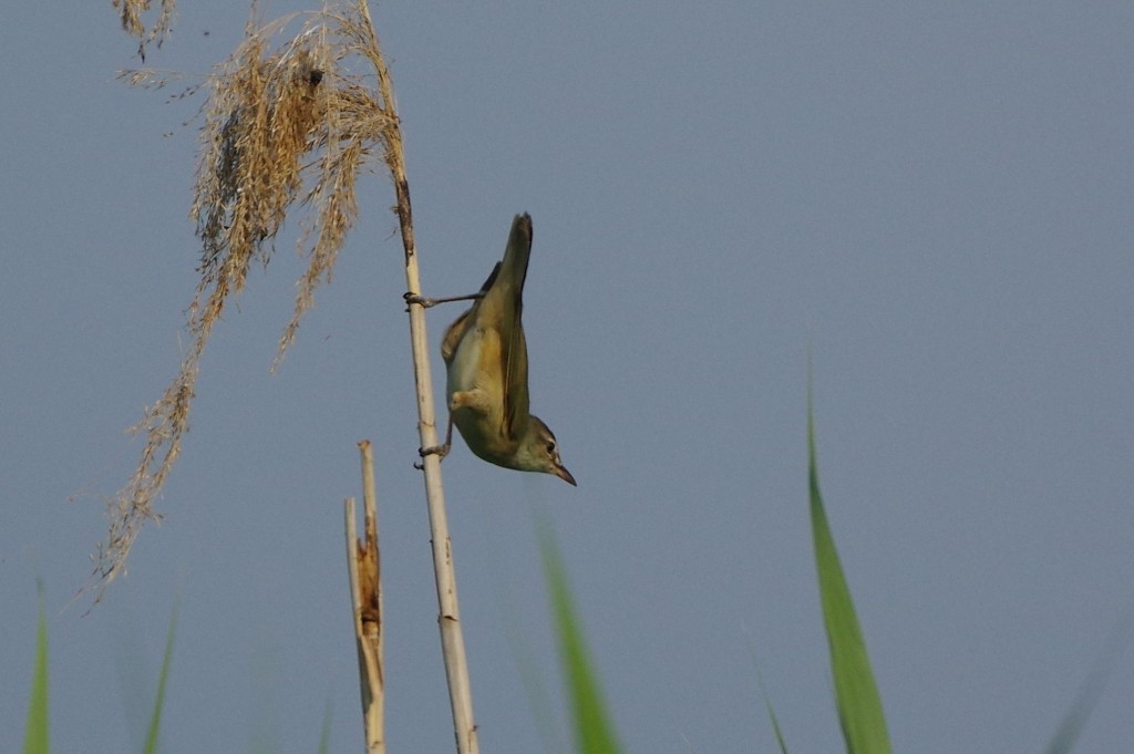 Cannareccione (Acrocephalus arundinaceus)
