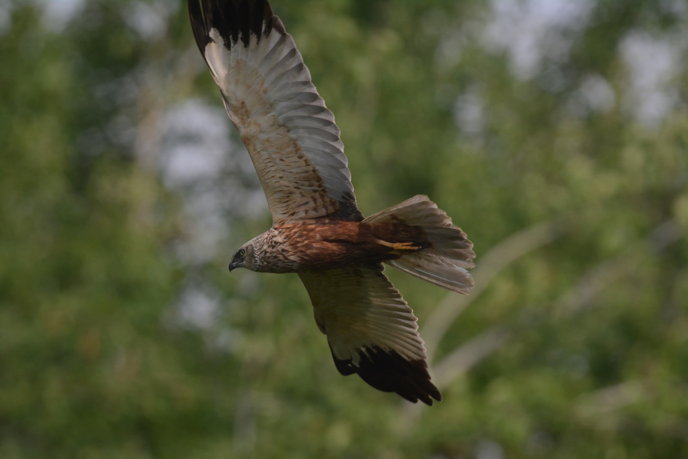 The lost opportunity .... mine