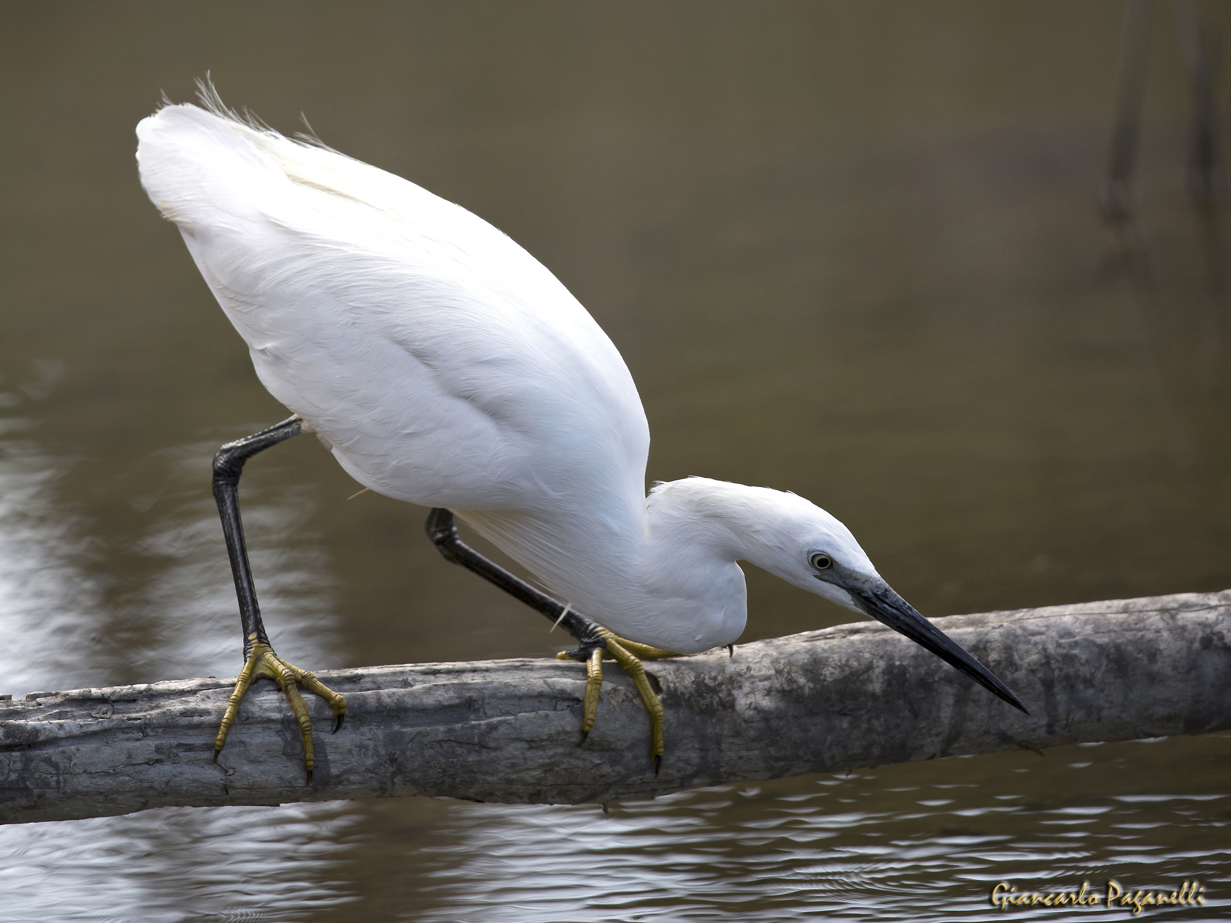 Egret