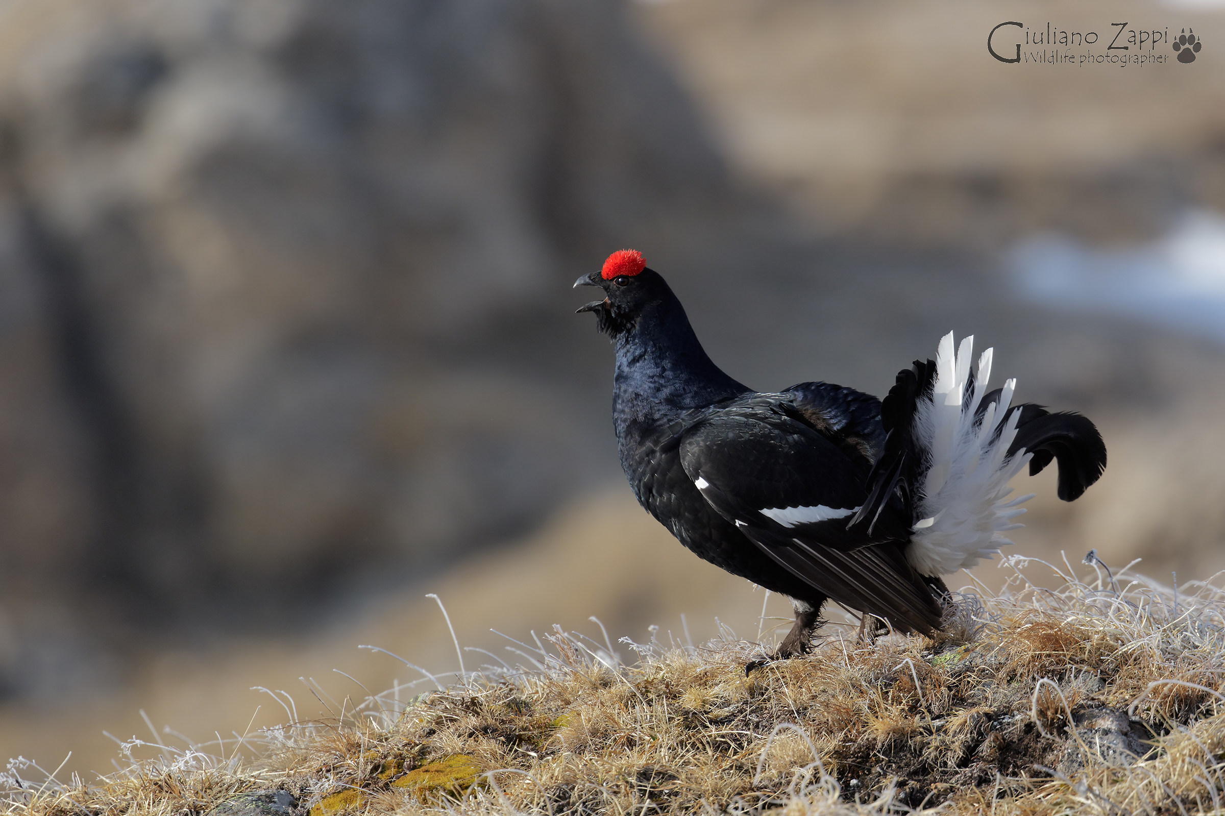 The king and his kingdom