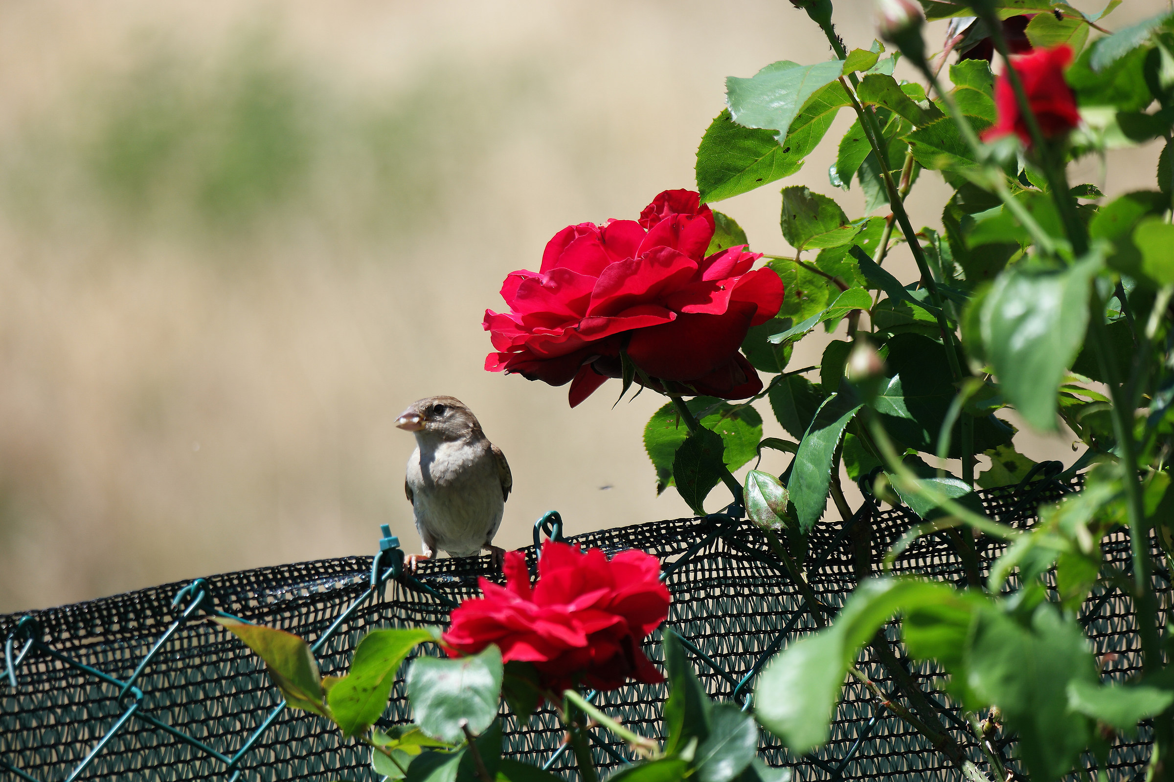 fotografando dietro casa
