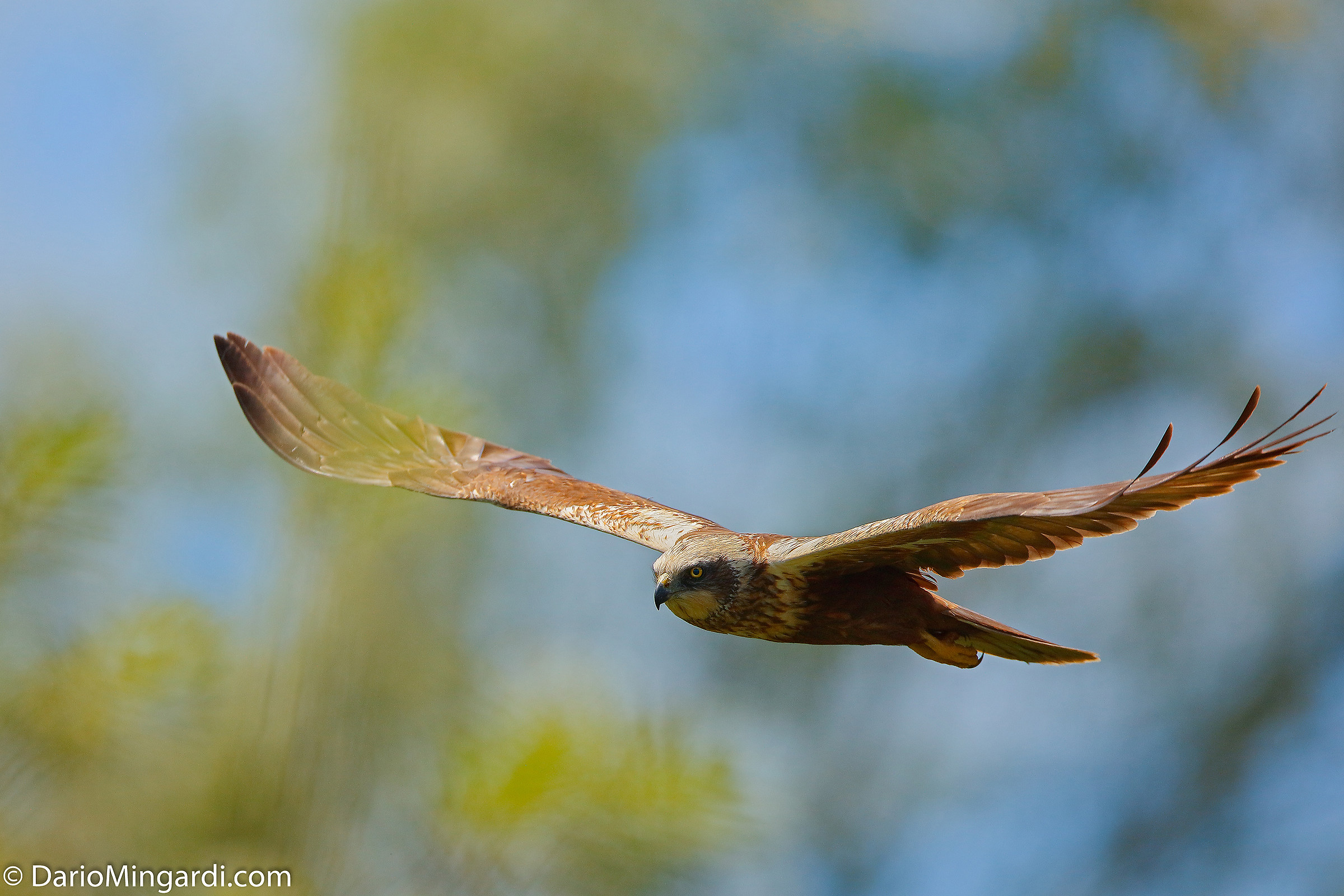 Falco di palude tra il fogliame