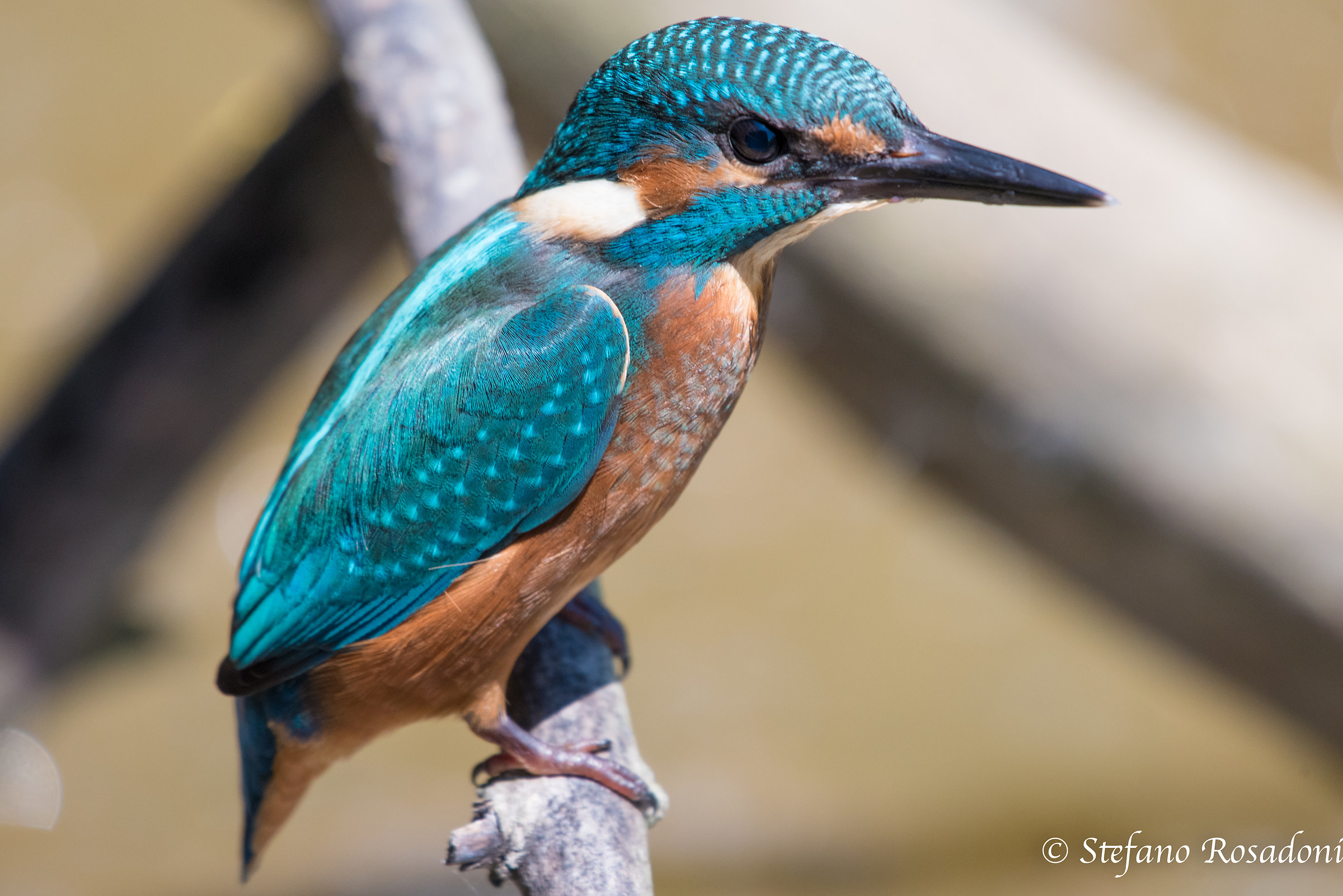 Martin Fisherman (Alcedo Atthis)