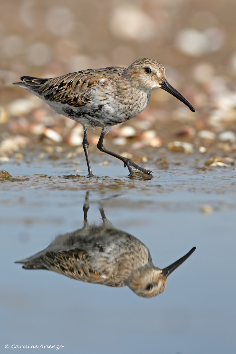 Piovanello pancianera3