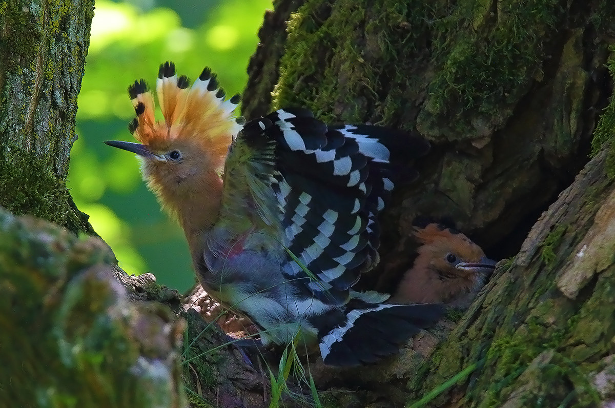 The pullets are preparing for the invasion