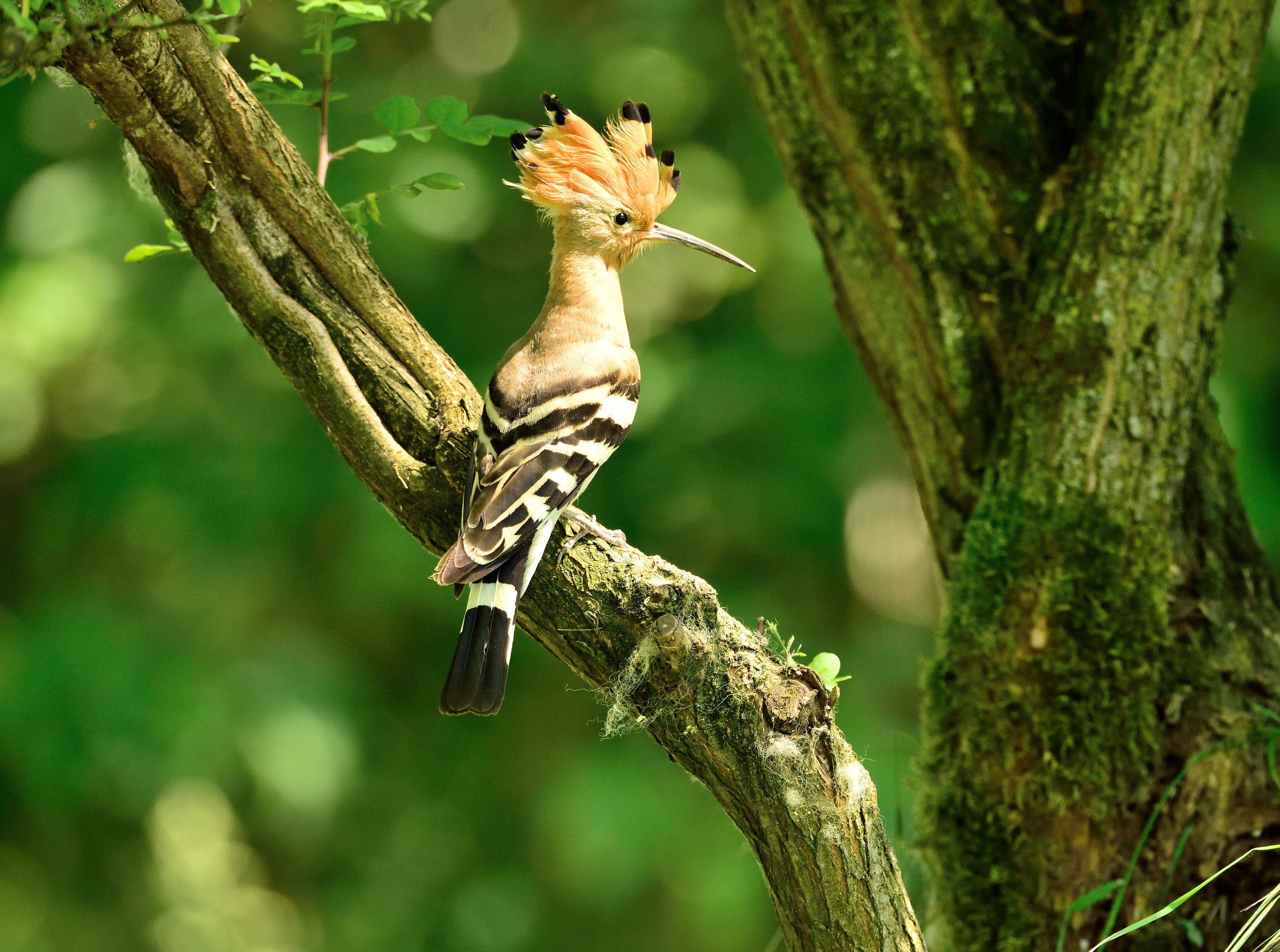 hoopoe