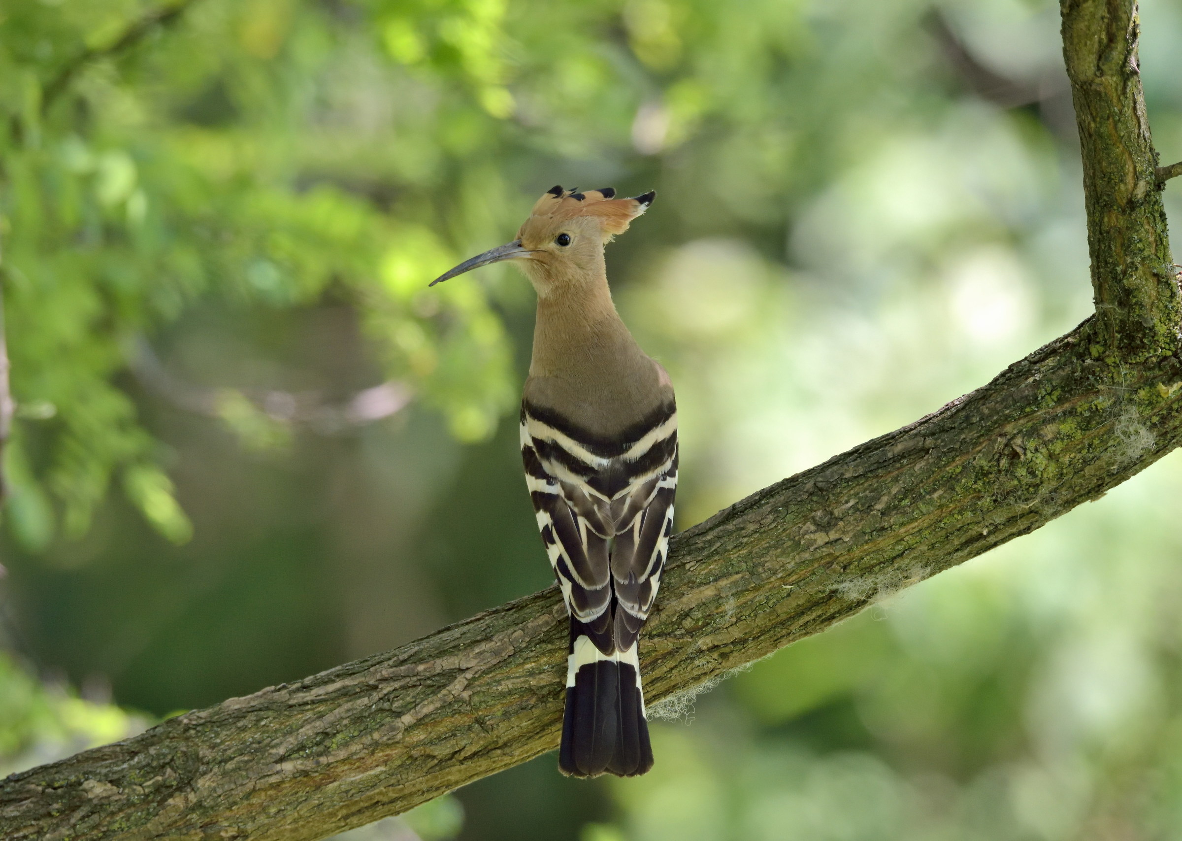 hoopoe