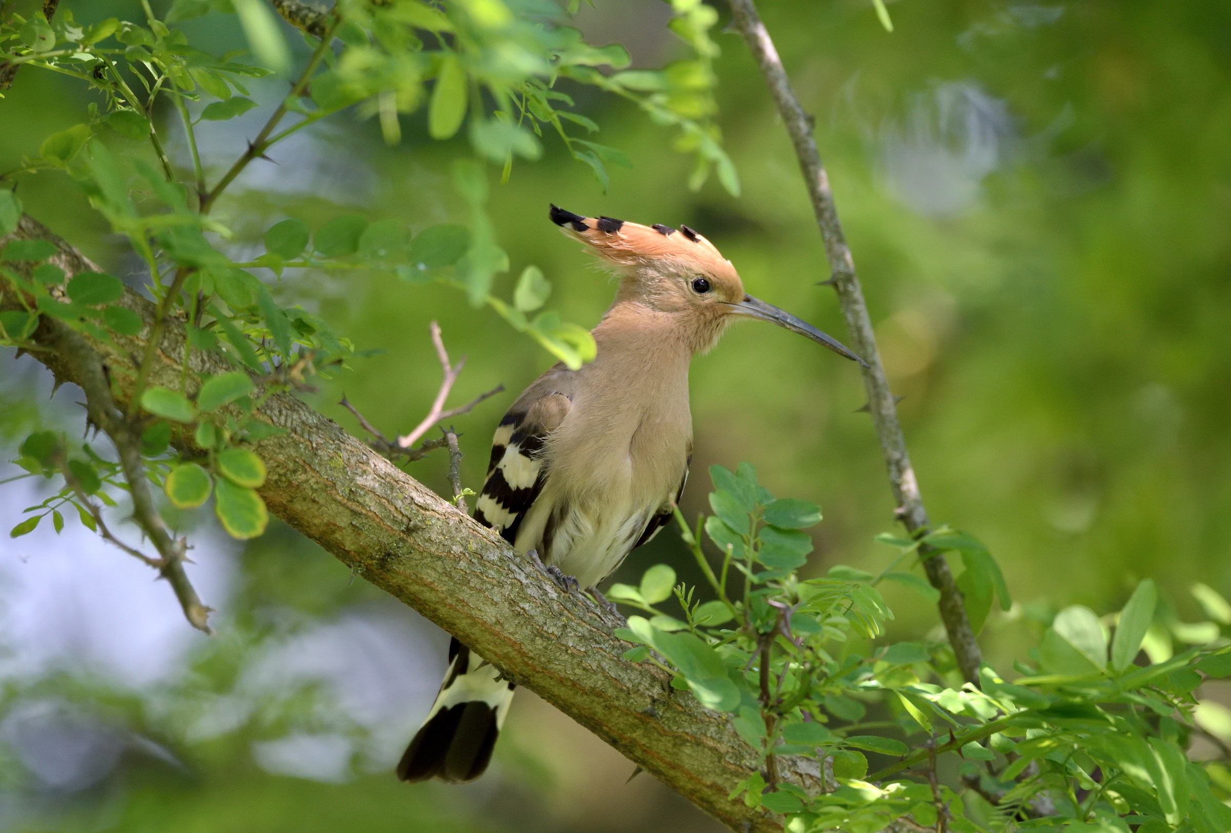 hoopoe