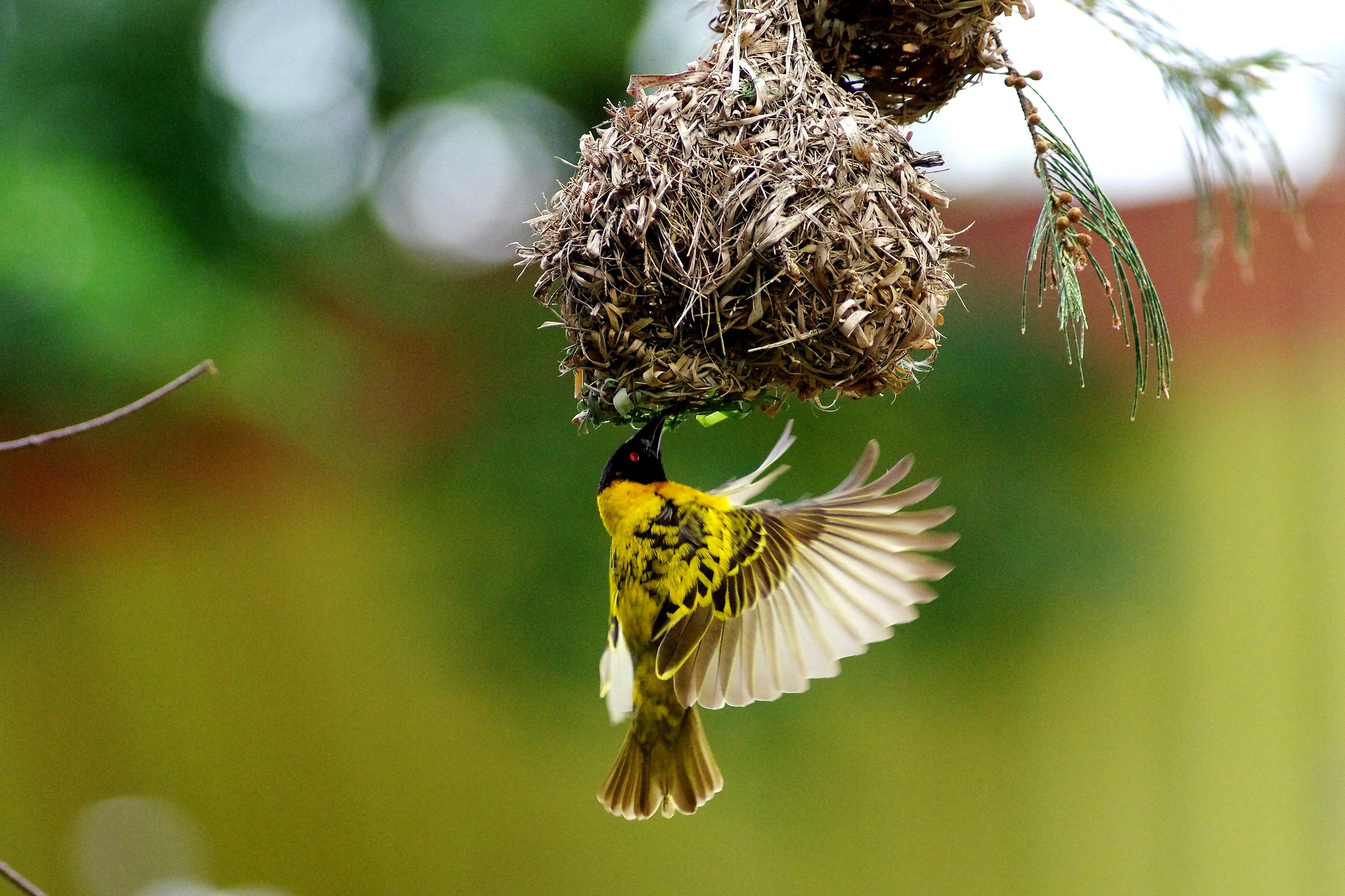 Village Weaverbird(male)