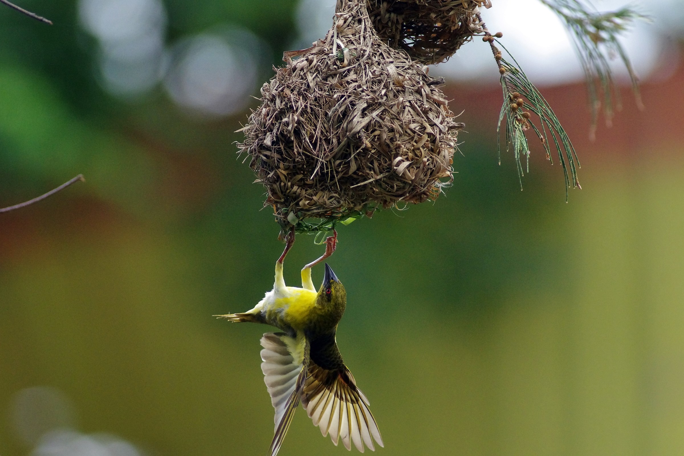 Village Weaverbird(female)
