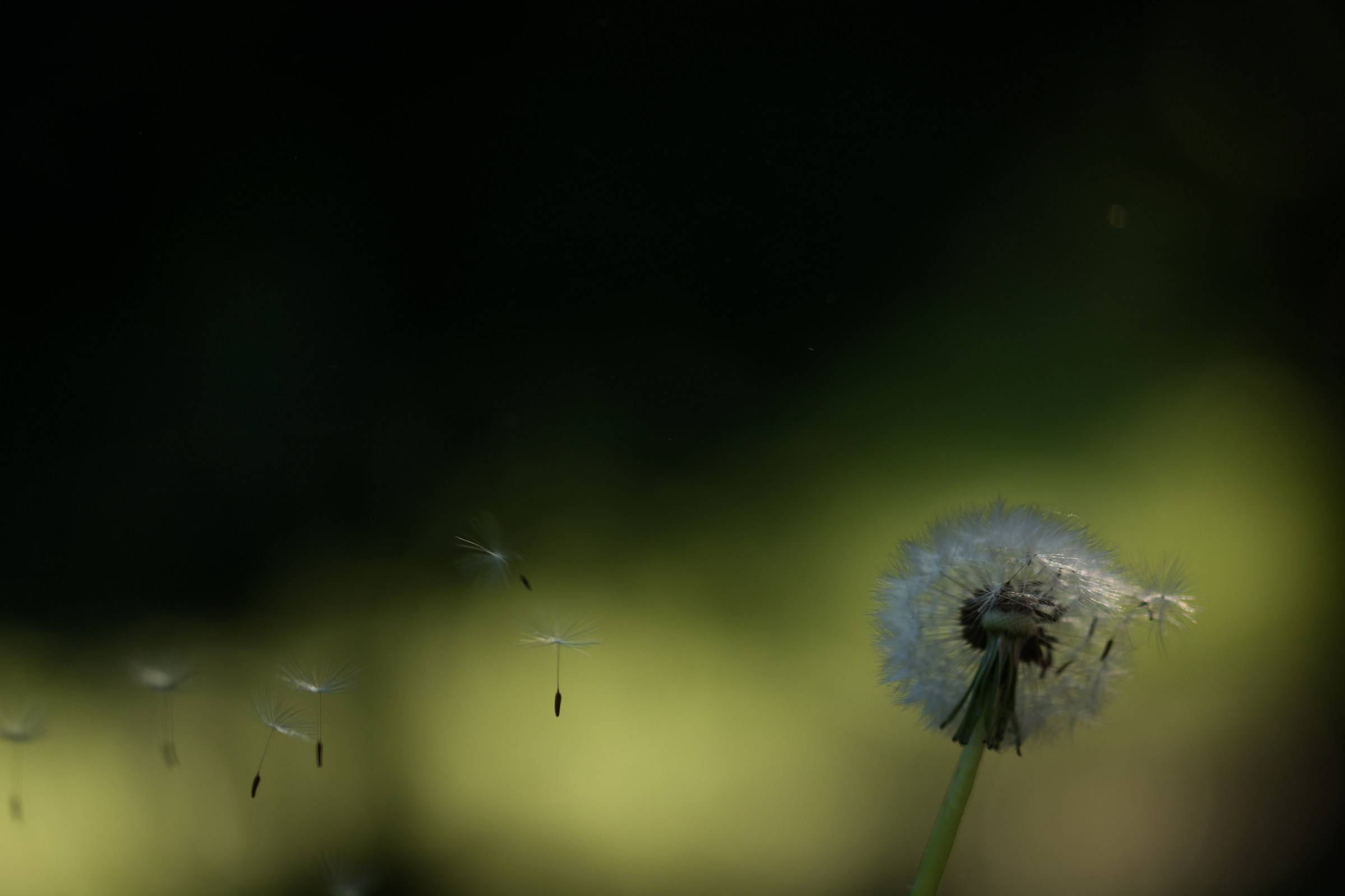 eppure il vento soffia ancora (p.bertoli)