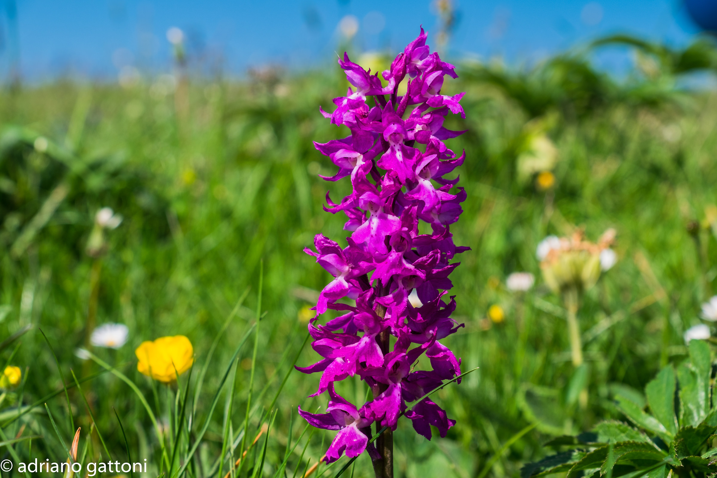 Orchidea selvatica degli appennini