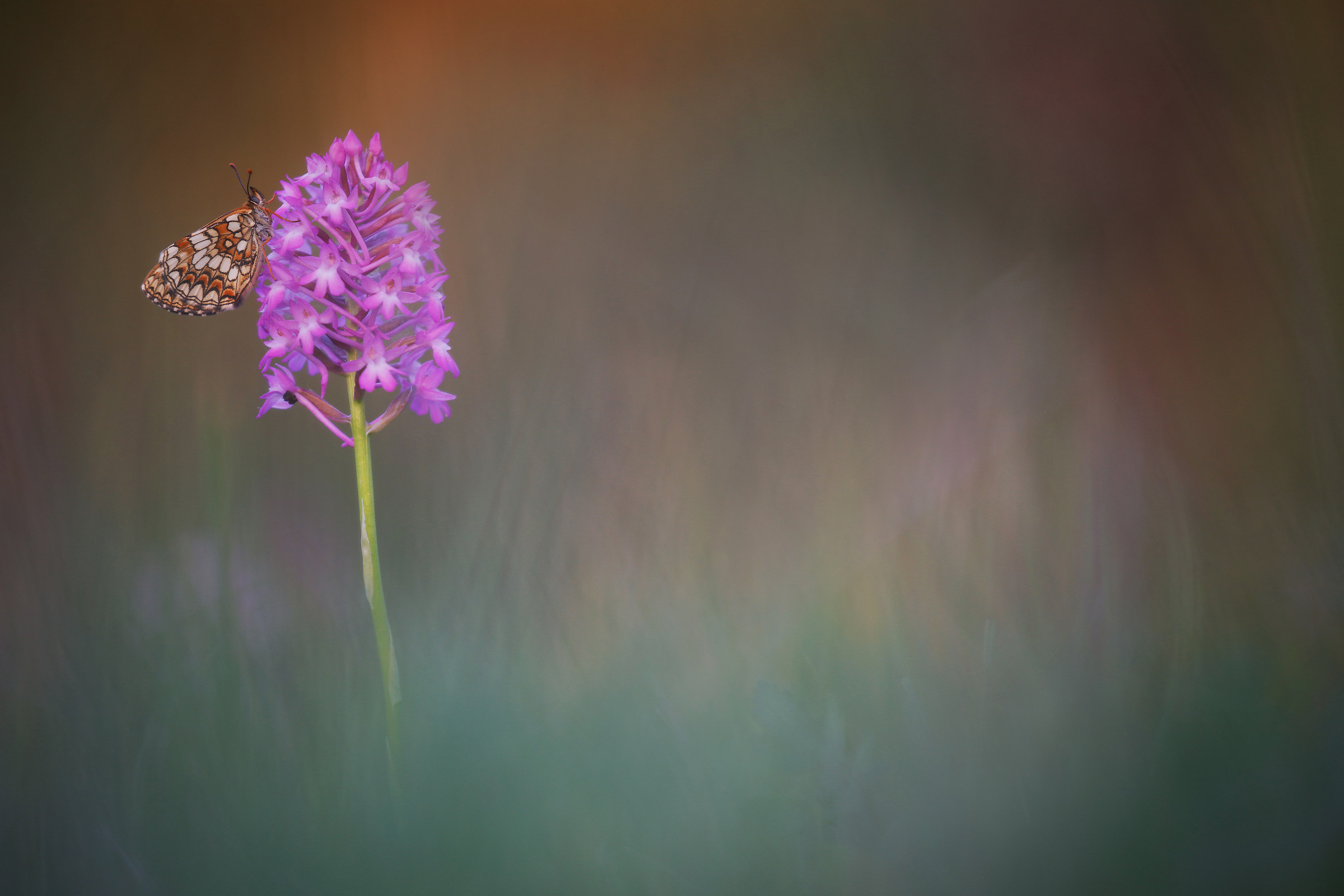 Melitaea athalia su Anacamptis pyramidalis