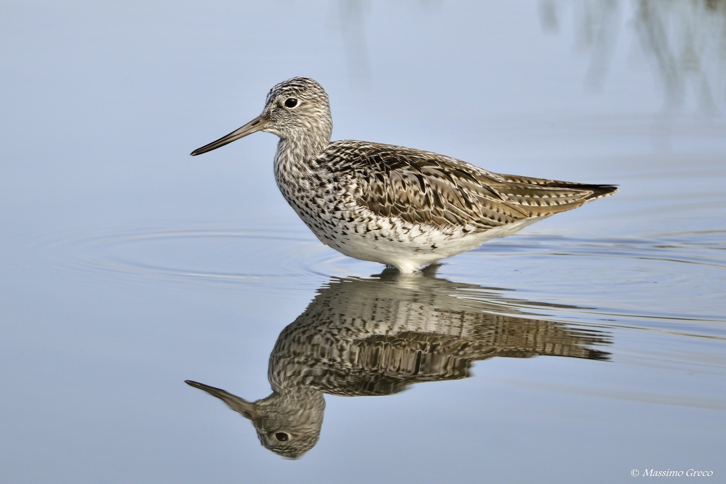pantana Tringa nebularia