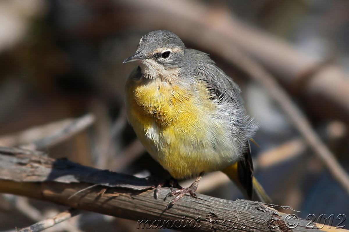 wagtail (Mofacilla cinerea)